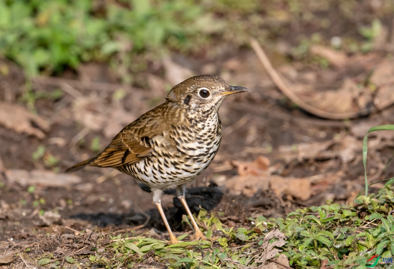 百花岭上拍的光背地鸫
