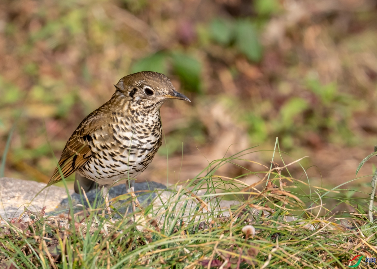 百花岭上拍的光背地鸫
