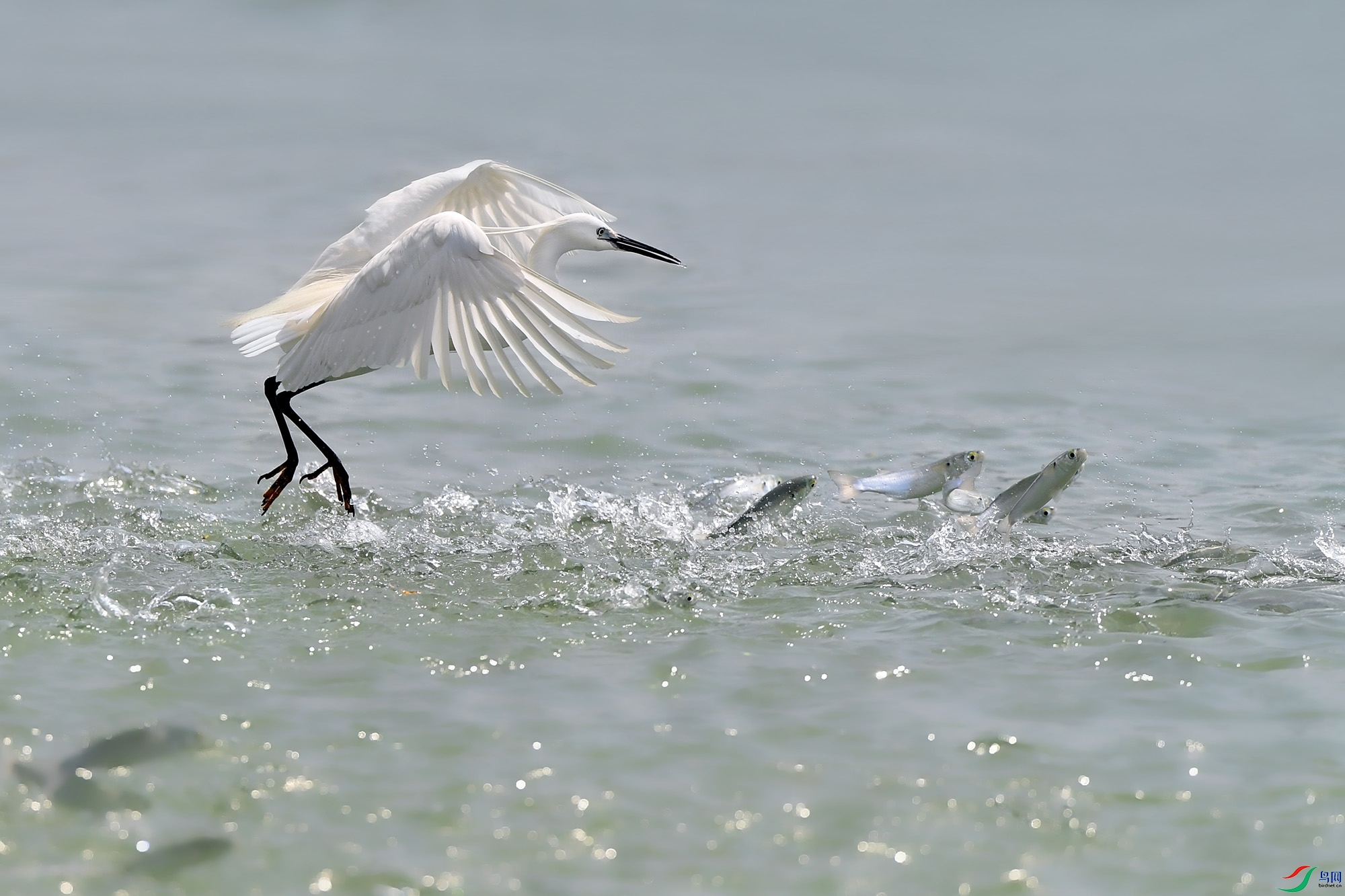 白鹭牧鱼祝贺老师佳作荣获首页精华