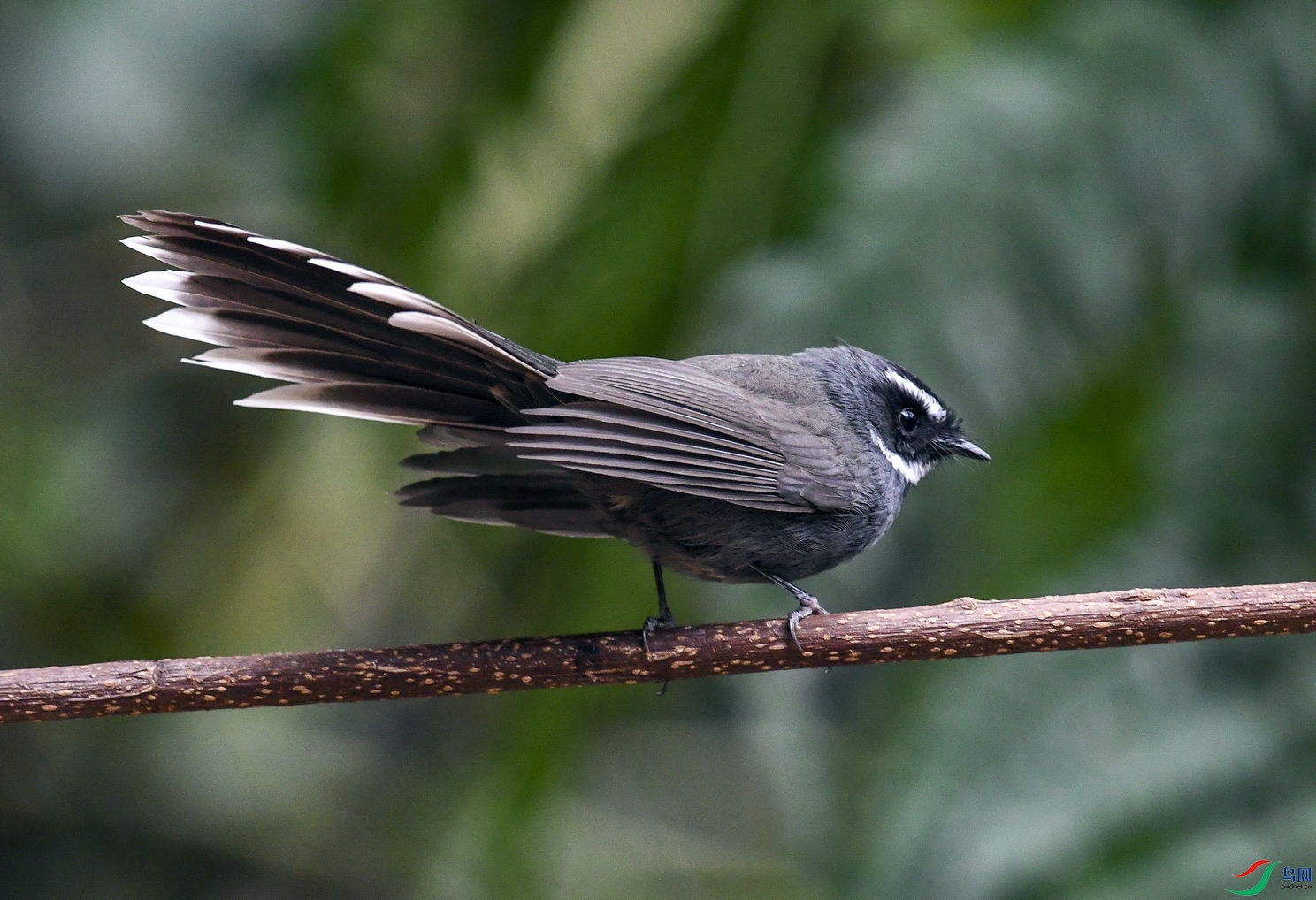 DSC_1425.jpg