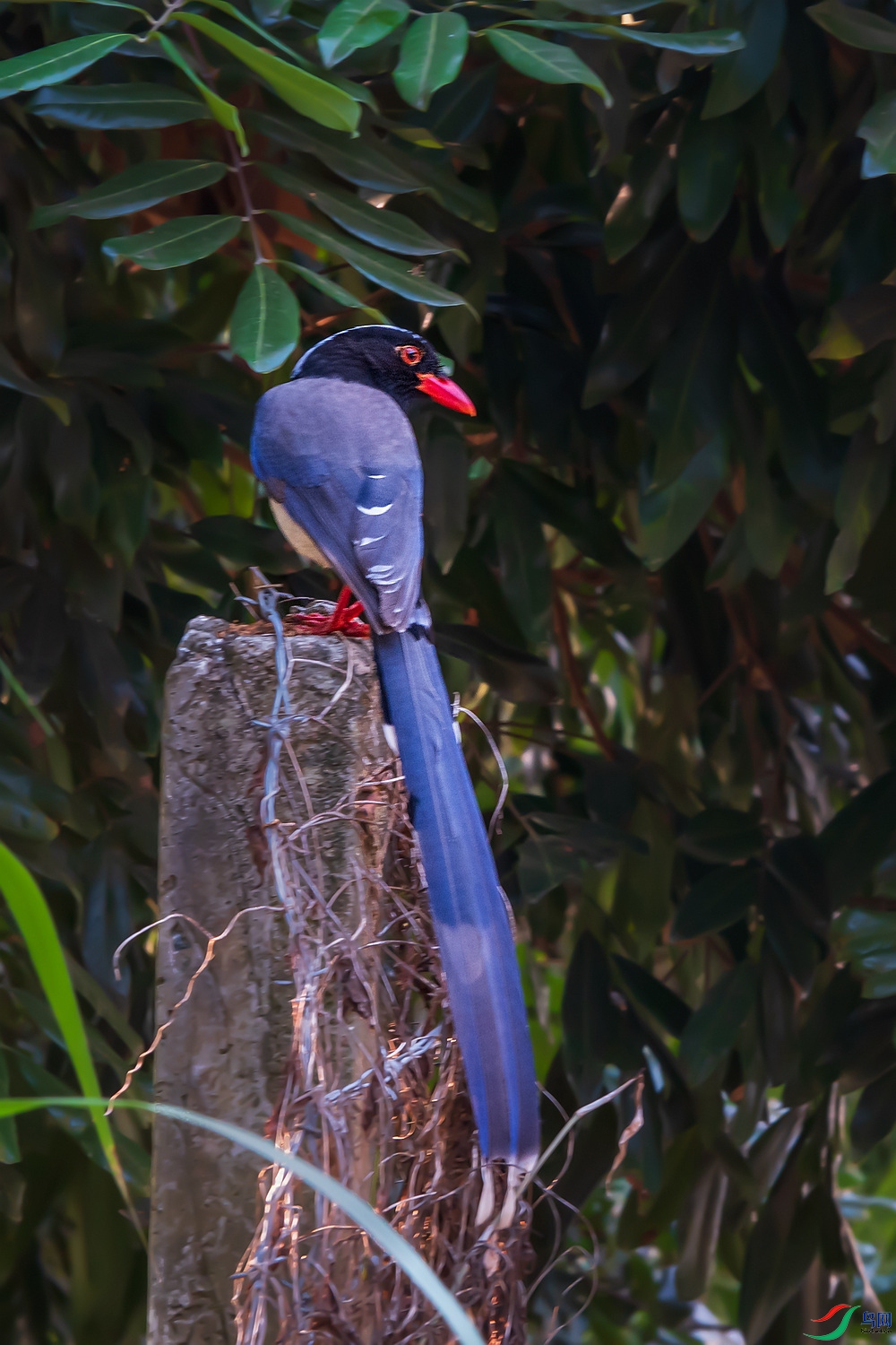 红嘴蓝鹊
