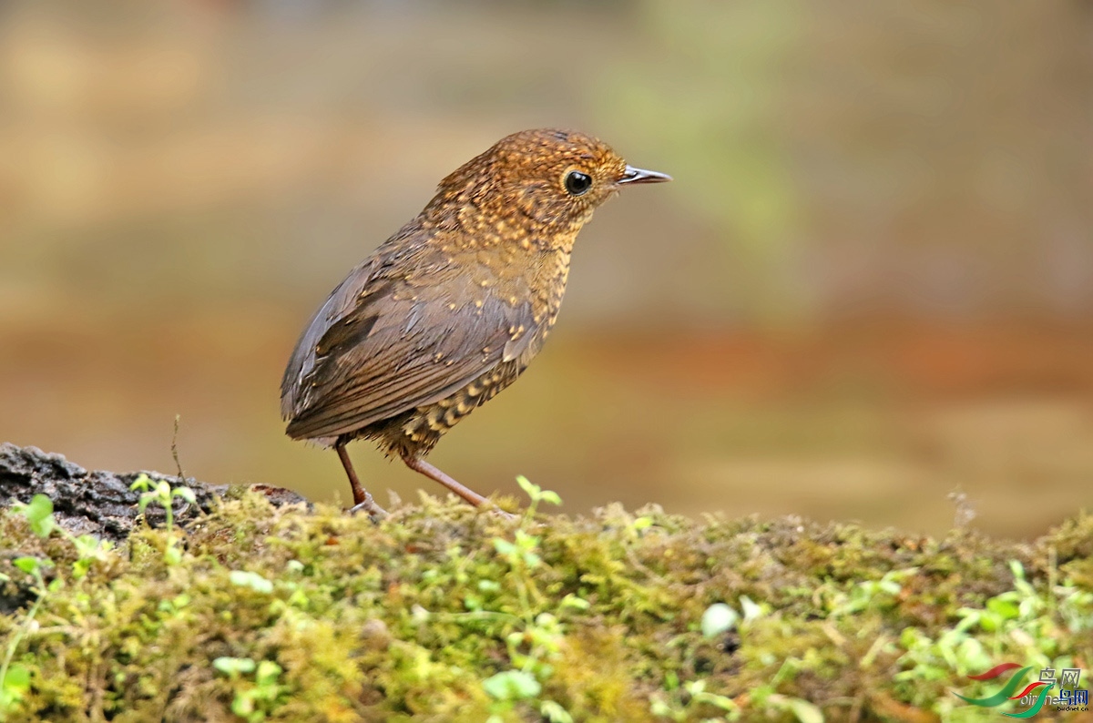 A��ͽ  ��ʦ����.jpg