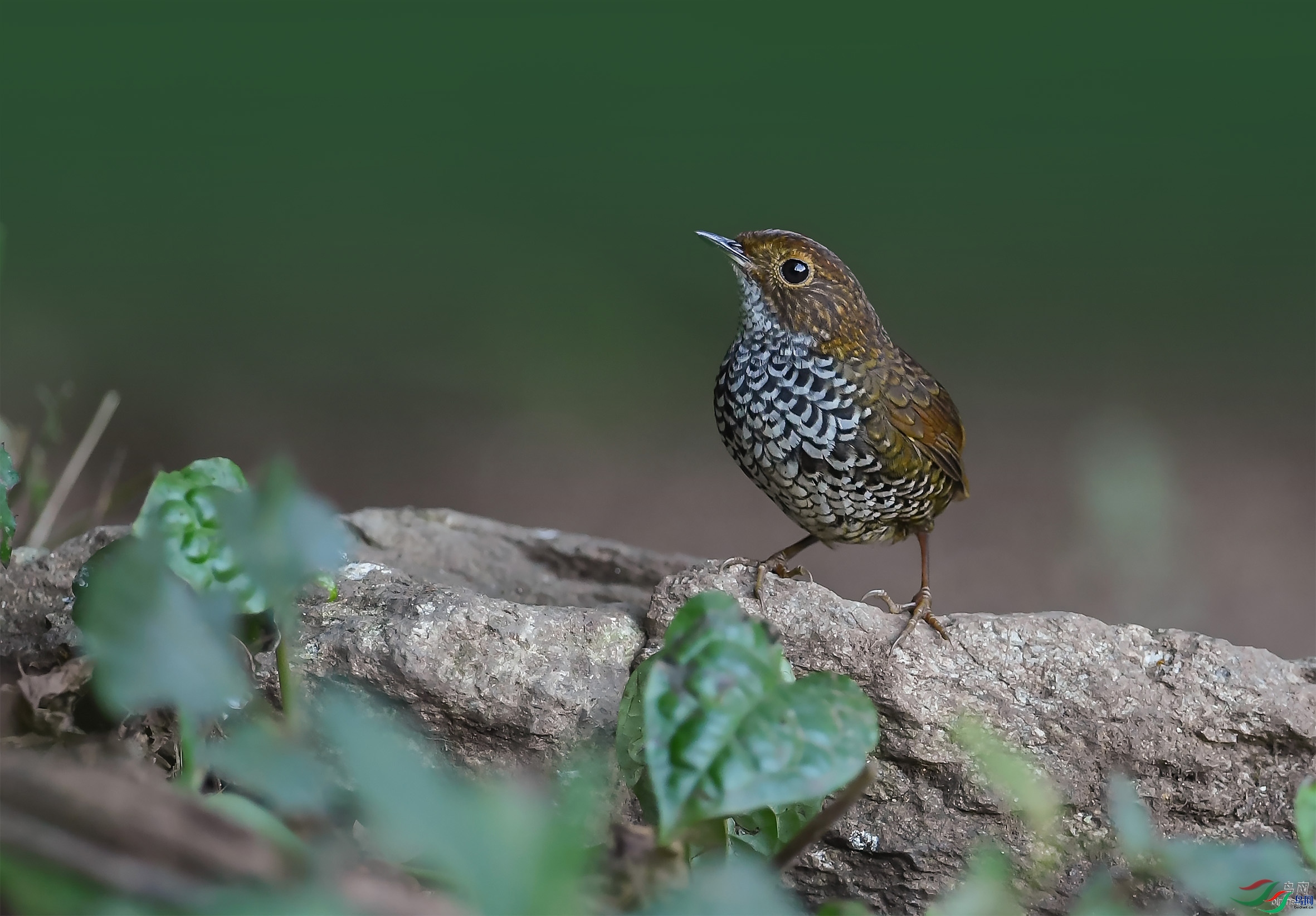 С�����  ��ʦ����������ʡ��ɽ��ʩ����.jpg