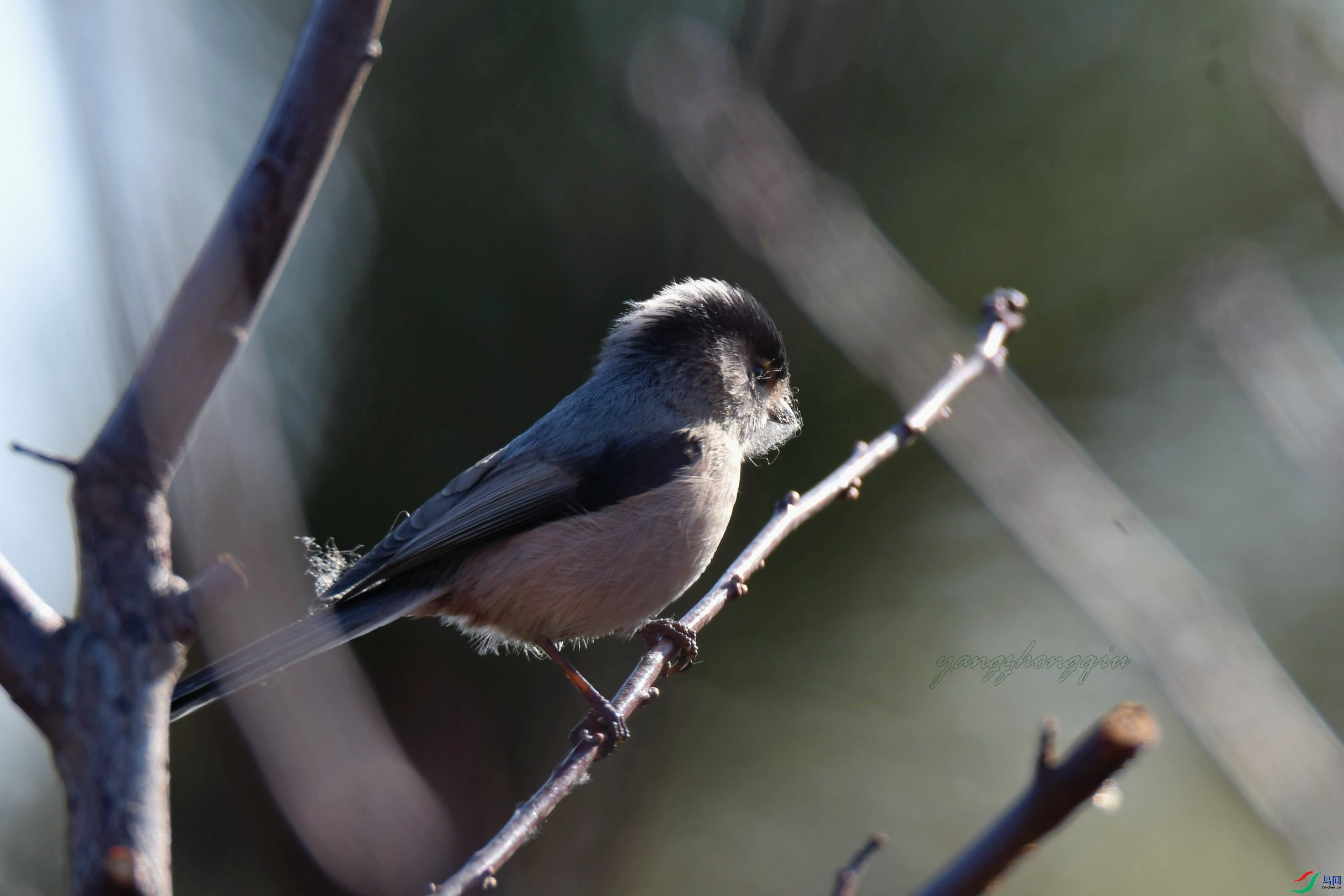 DSC_2186.jpg