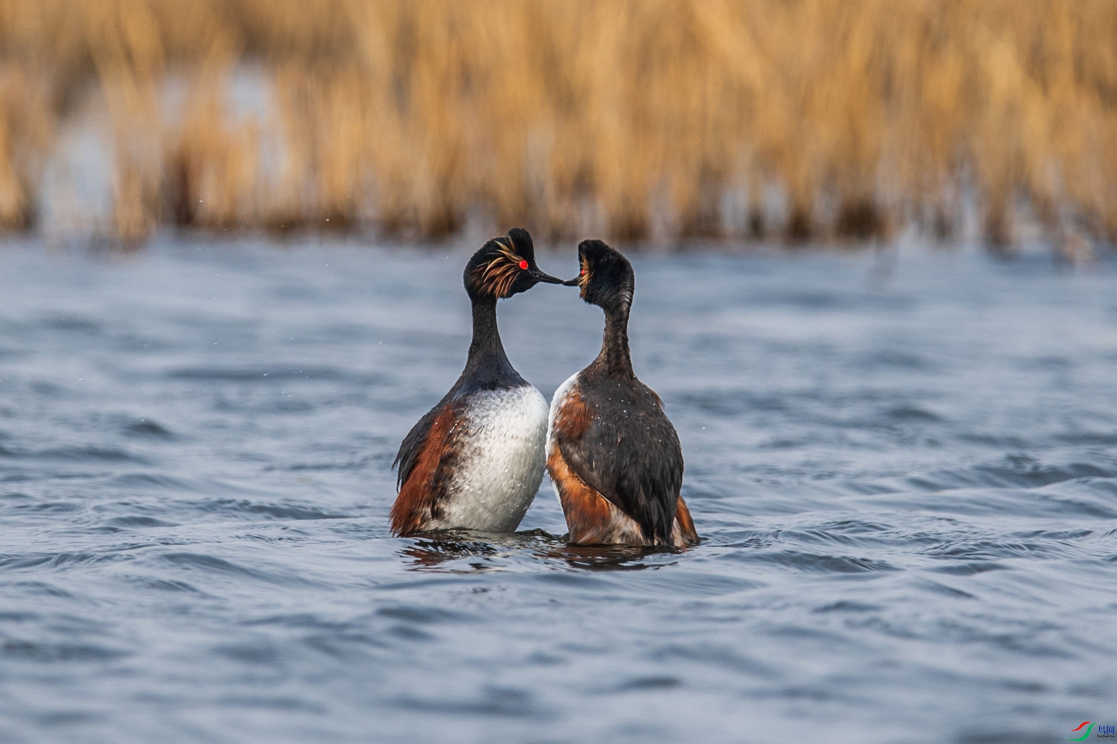 DSC_6130-1.jpg