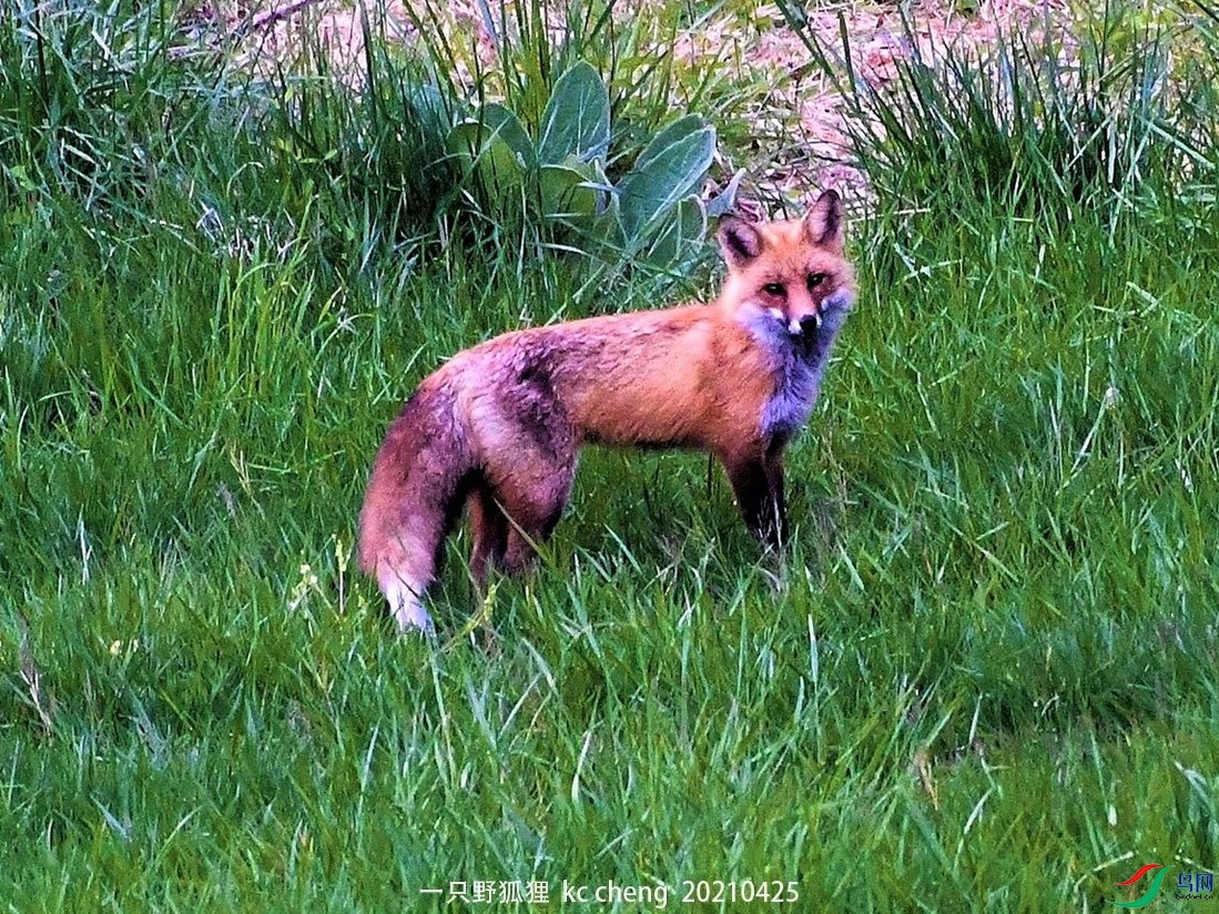 一只野狐狸1