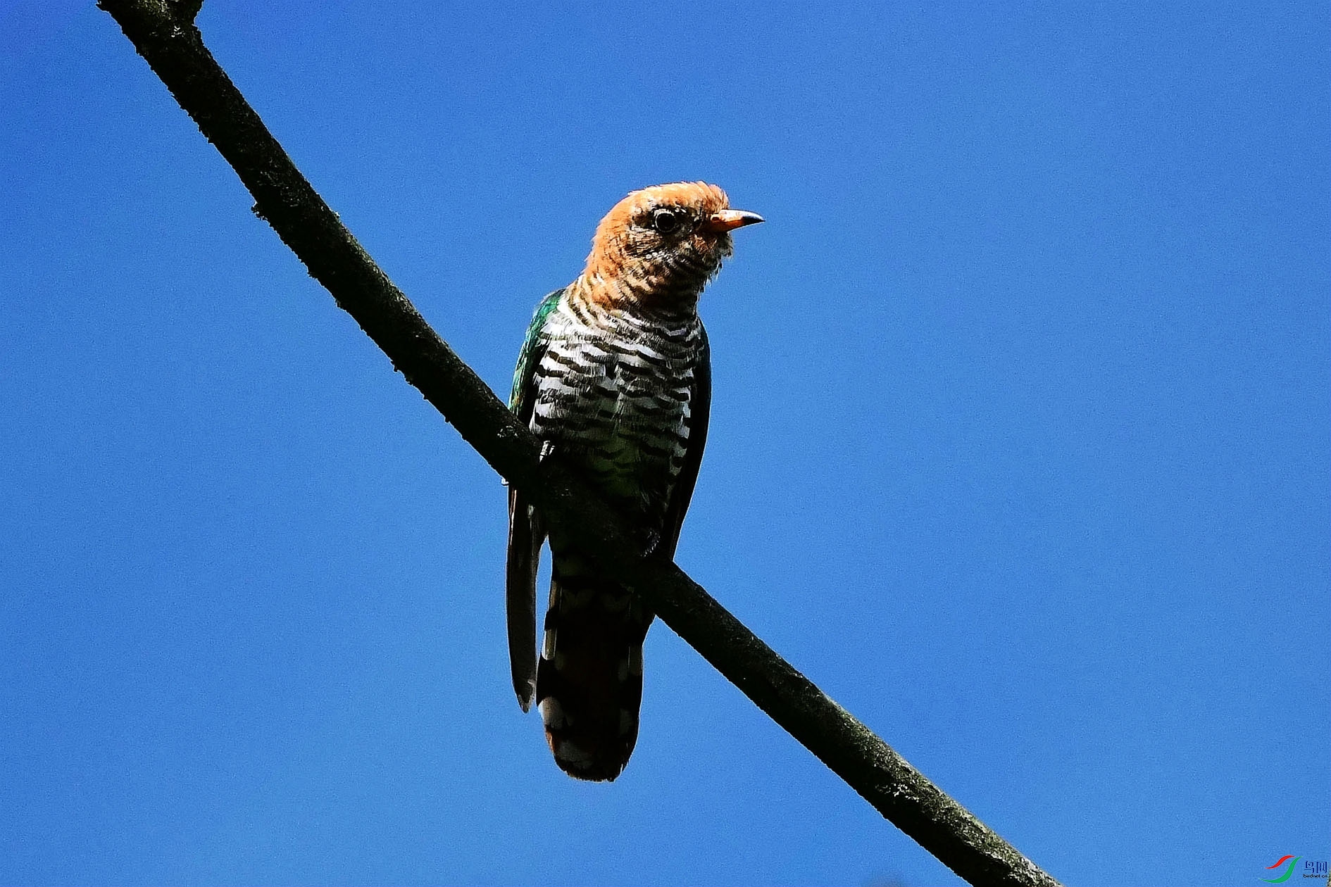 DSC_6204_����.jpg