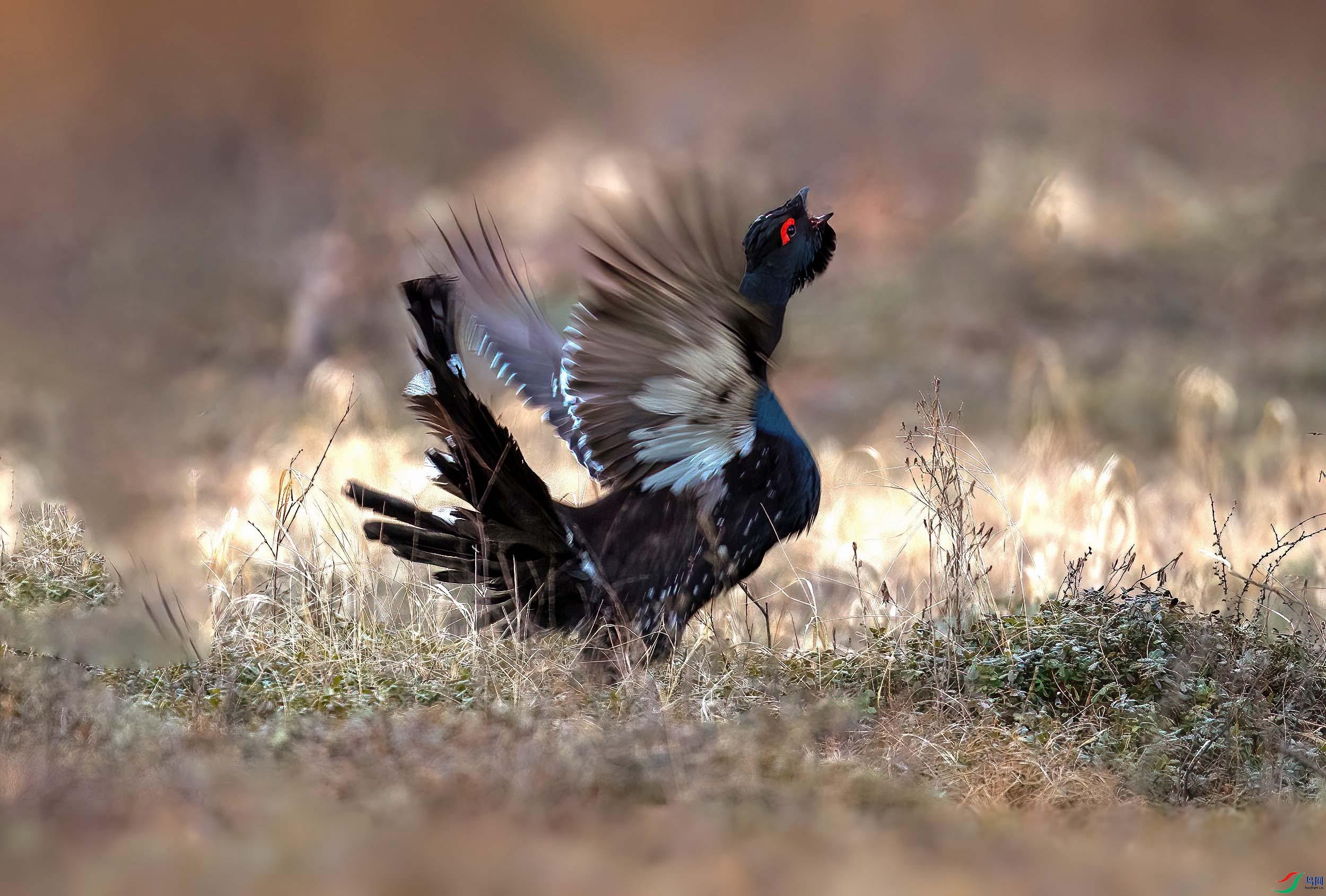 松鸡! 谢谢老师们浏览!《祝何老师佳作荣获首页精华》