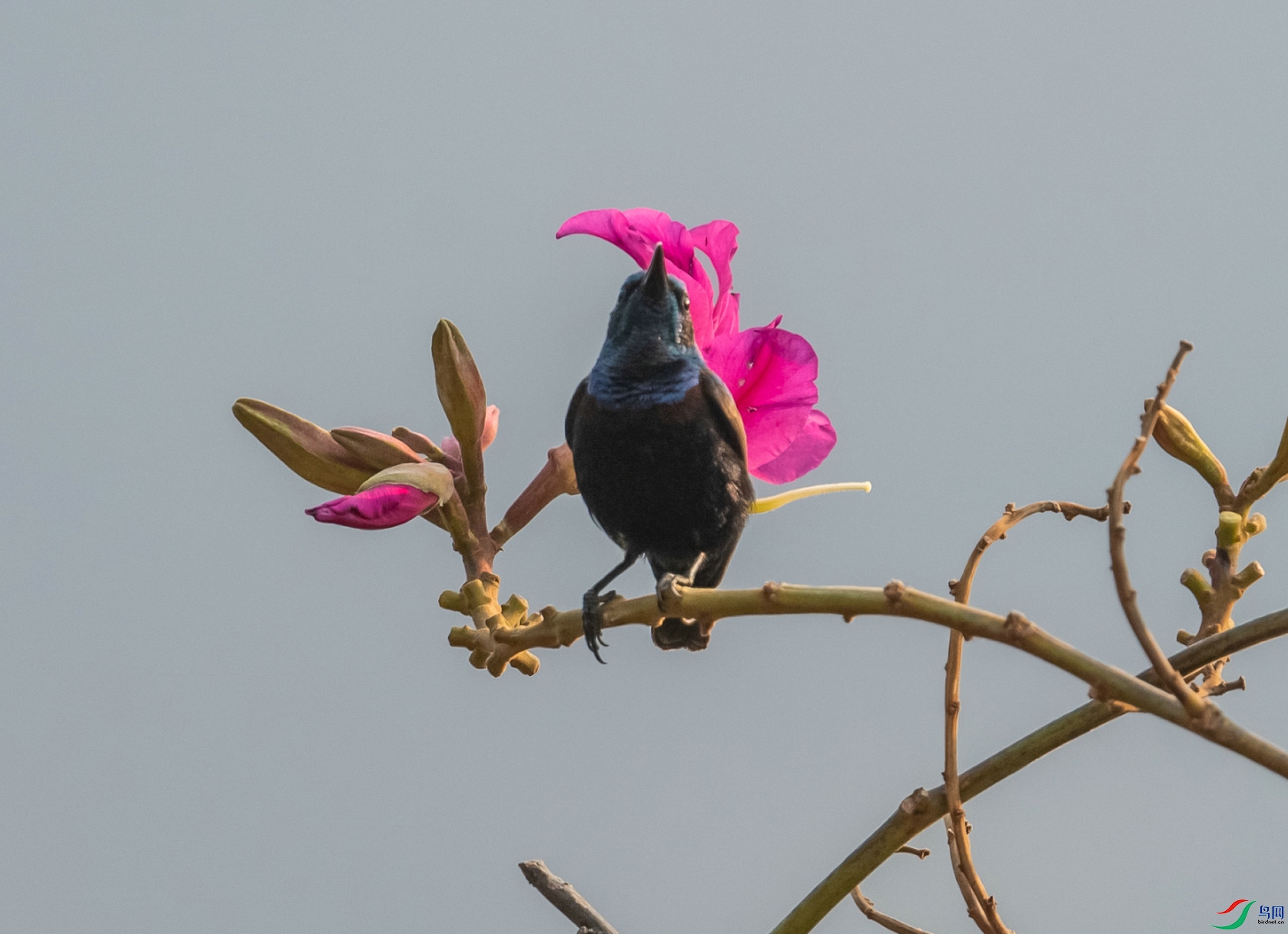 DSC_6683.jpg