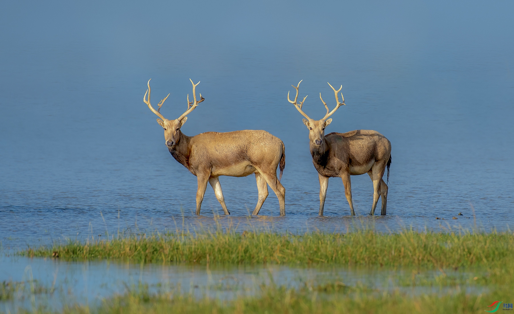 麋鹿荣获首页精华