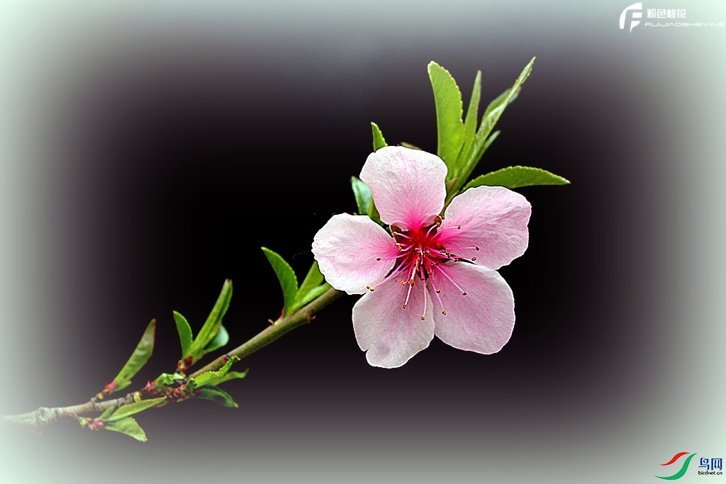 粉色桃花