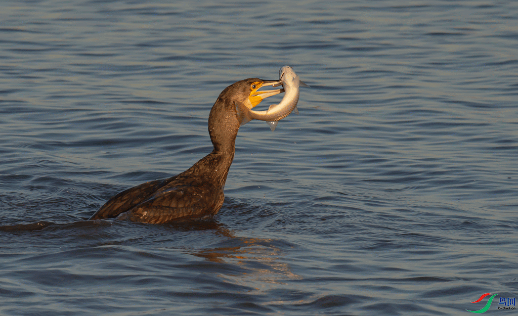 DSC_8421.gif