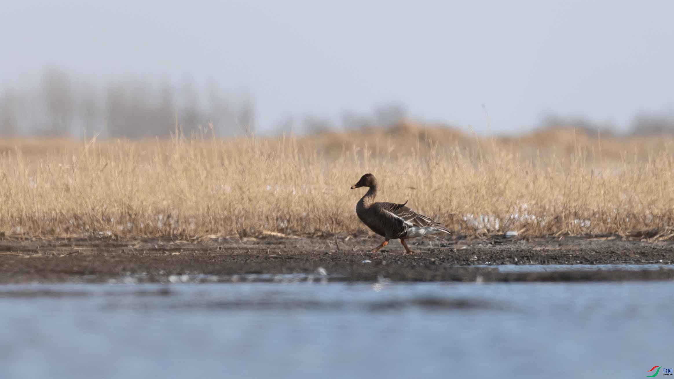 DSC_2616-3.jpg
