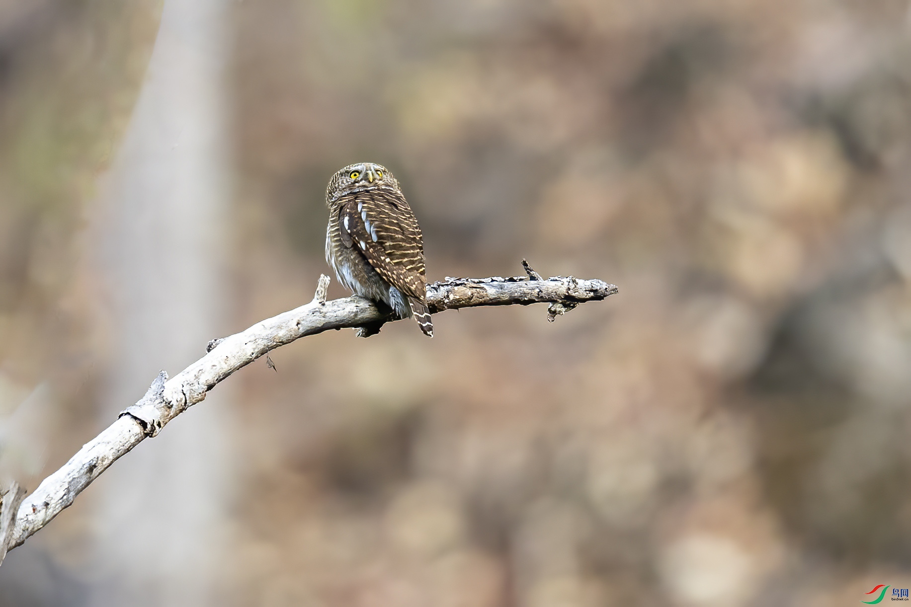 ��ͷ��m_9120375.jpg