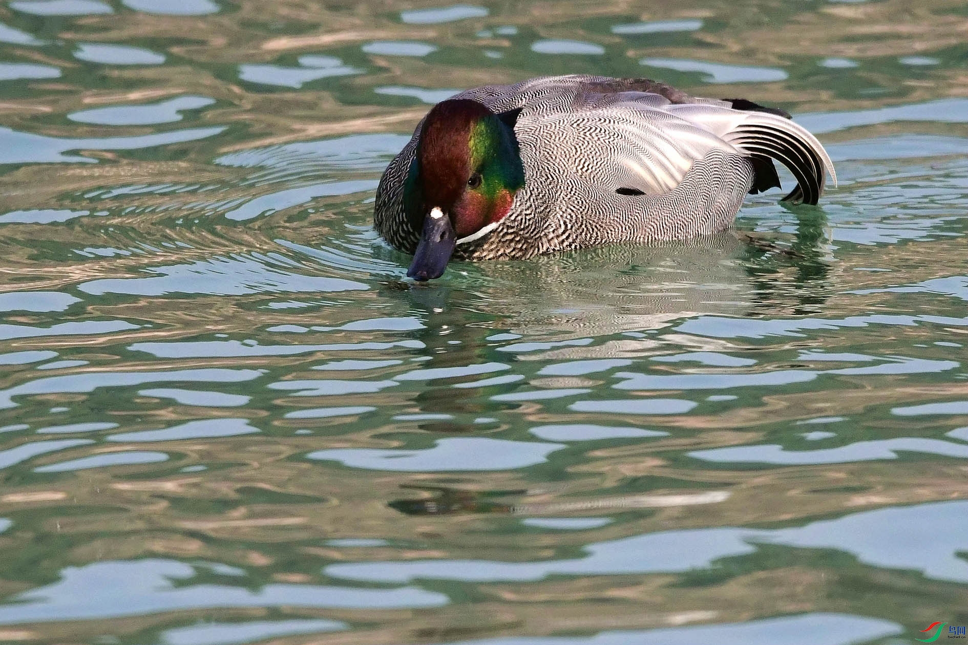 DSC_9628_����.jpg