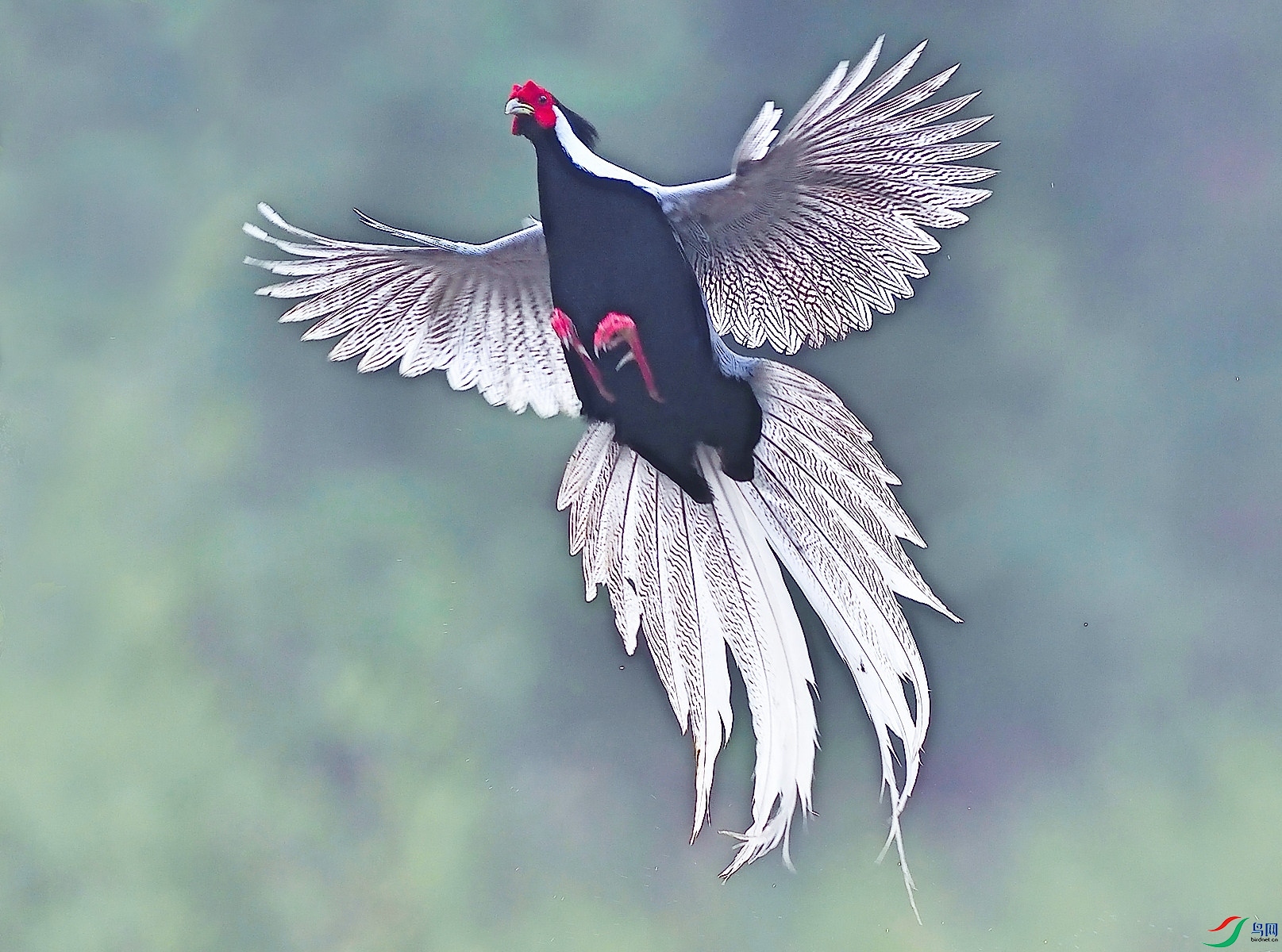 ������Ӱ