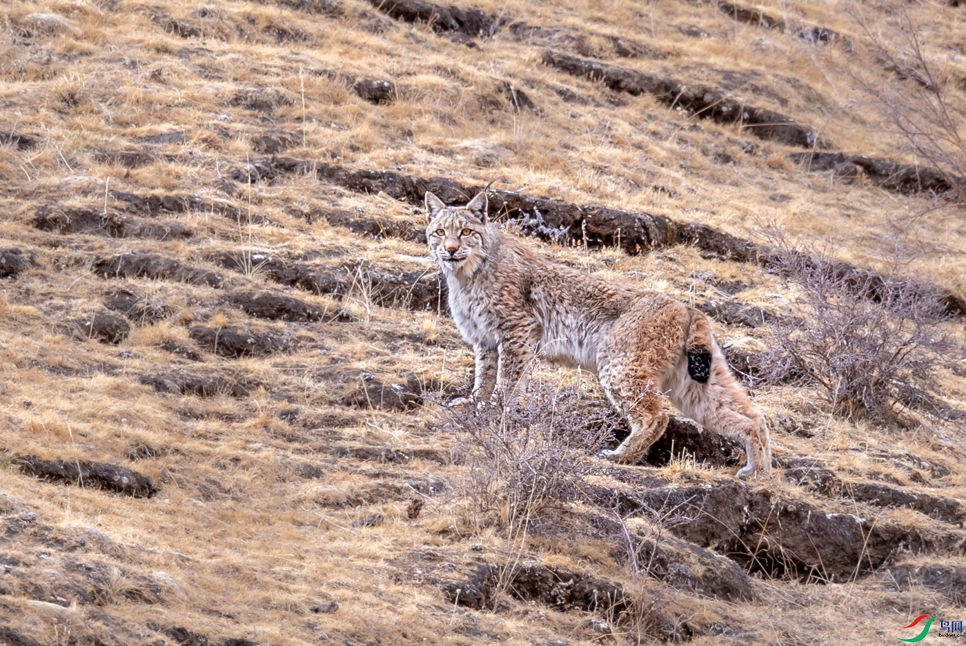 [哺乳] 猞猁--- 祝贺荣获vip佳作!