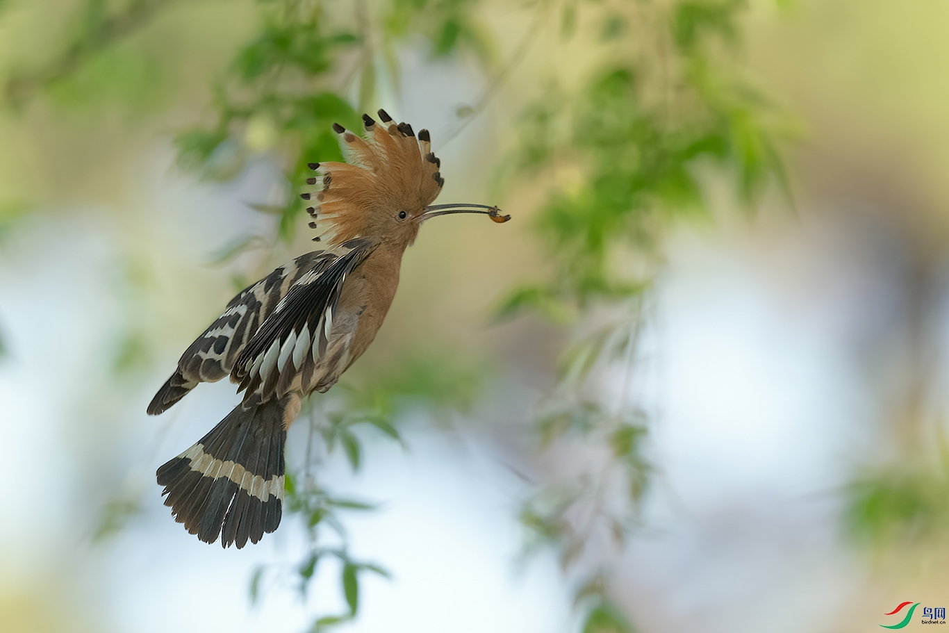DSC_0655_DxOa.jpg