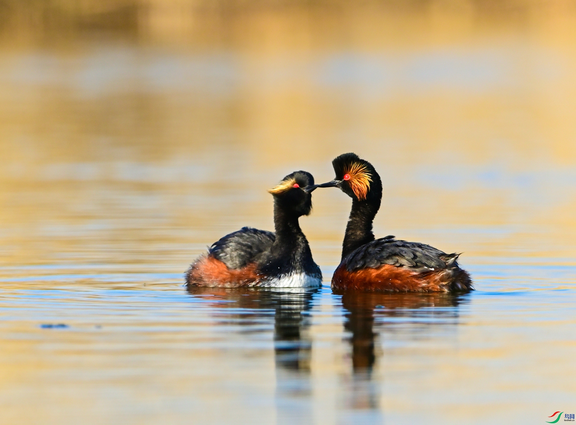 ����ǰ������