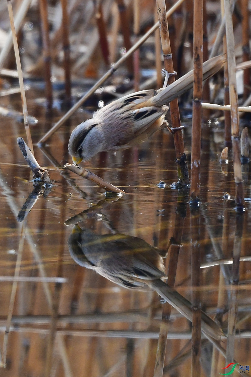 DSC_0961.jpg