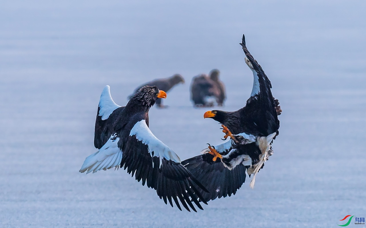 ��ͷ����