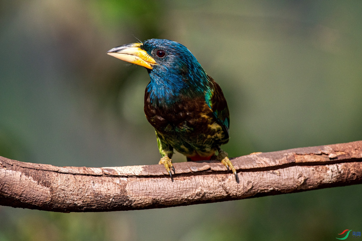 ������ľ��