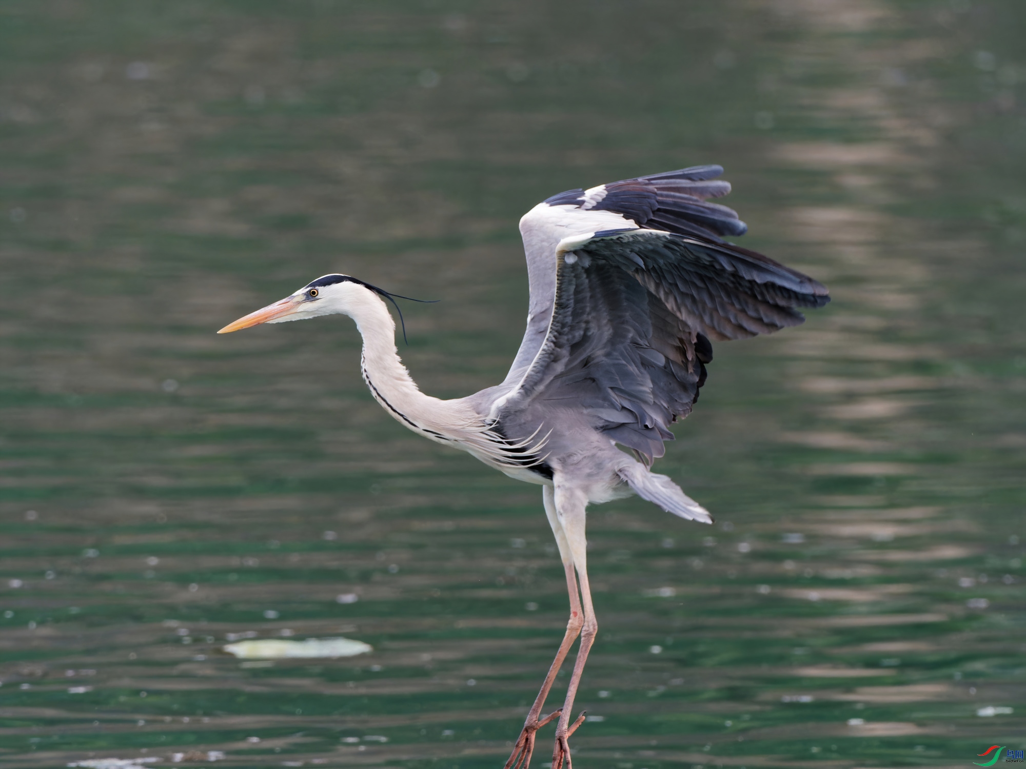 P4270033_DxO-sd2.jpg