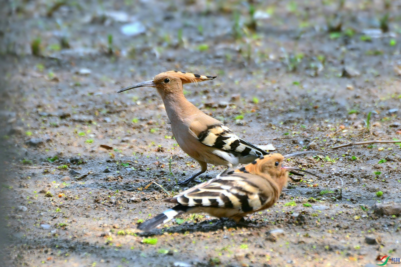 DSC_1553.JPG