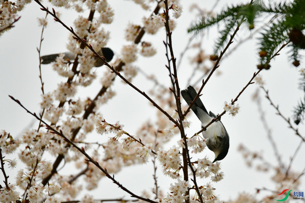 DSC_3961_����.JPG