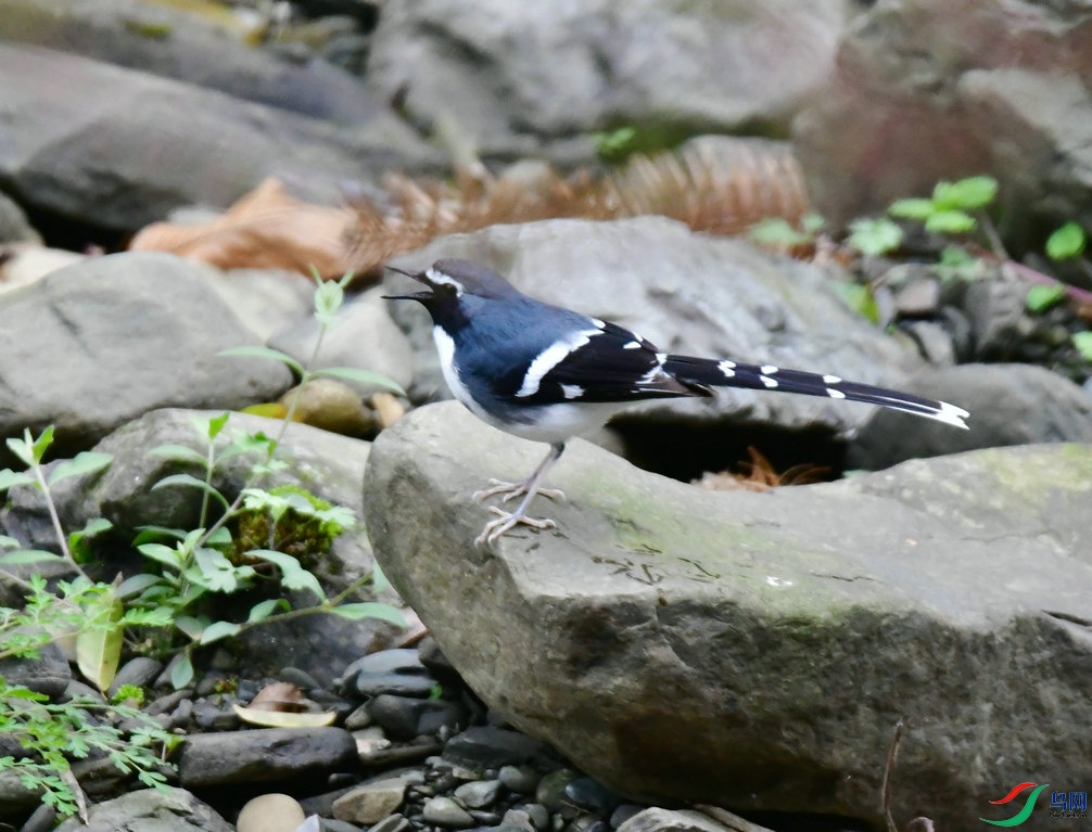 DSC_3794_����.JPG