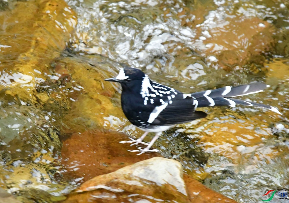 DSC_3925_����_����.JPG
