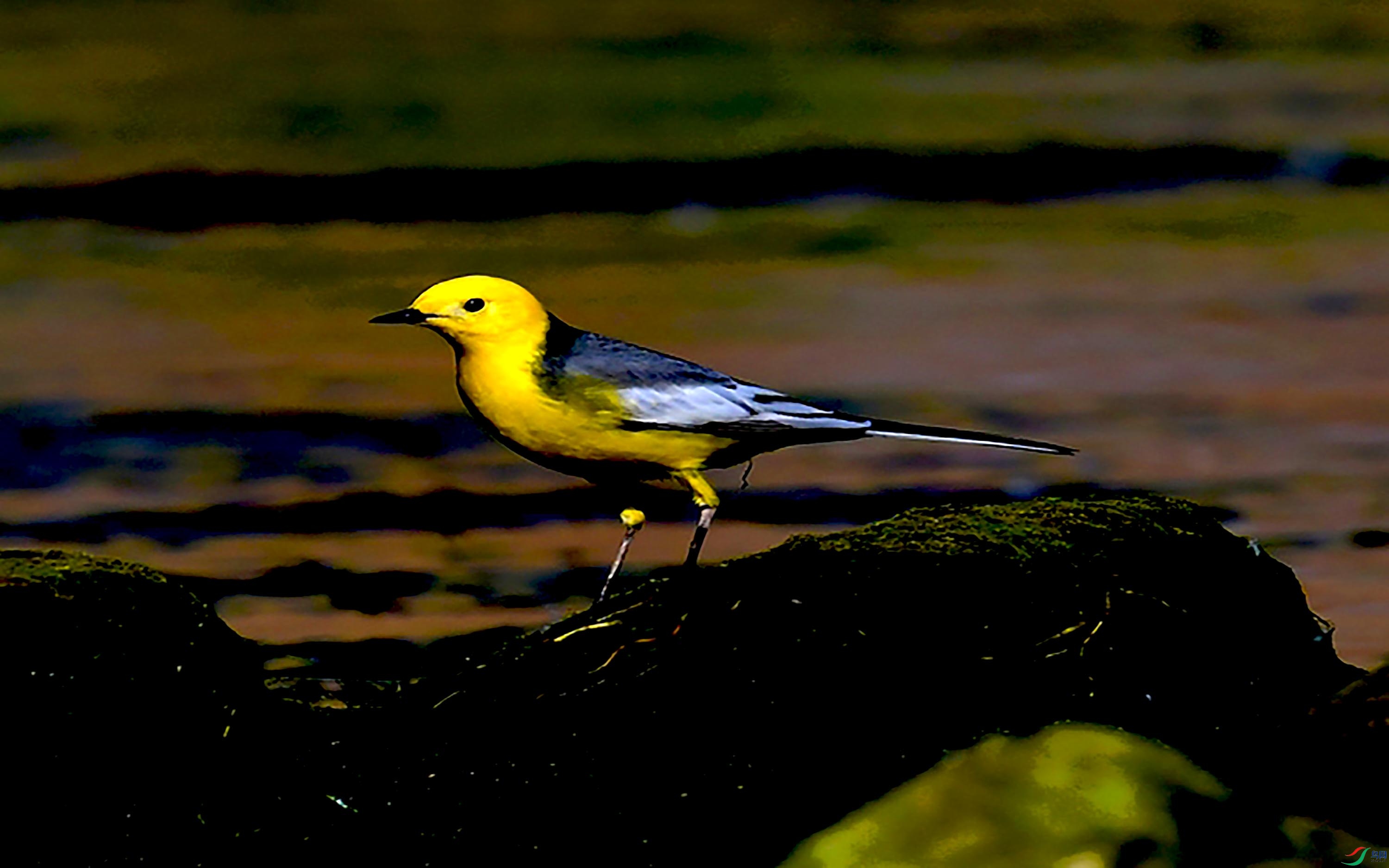 清河一组黄头鹡鸰摄于北京