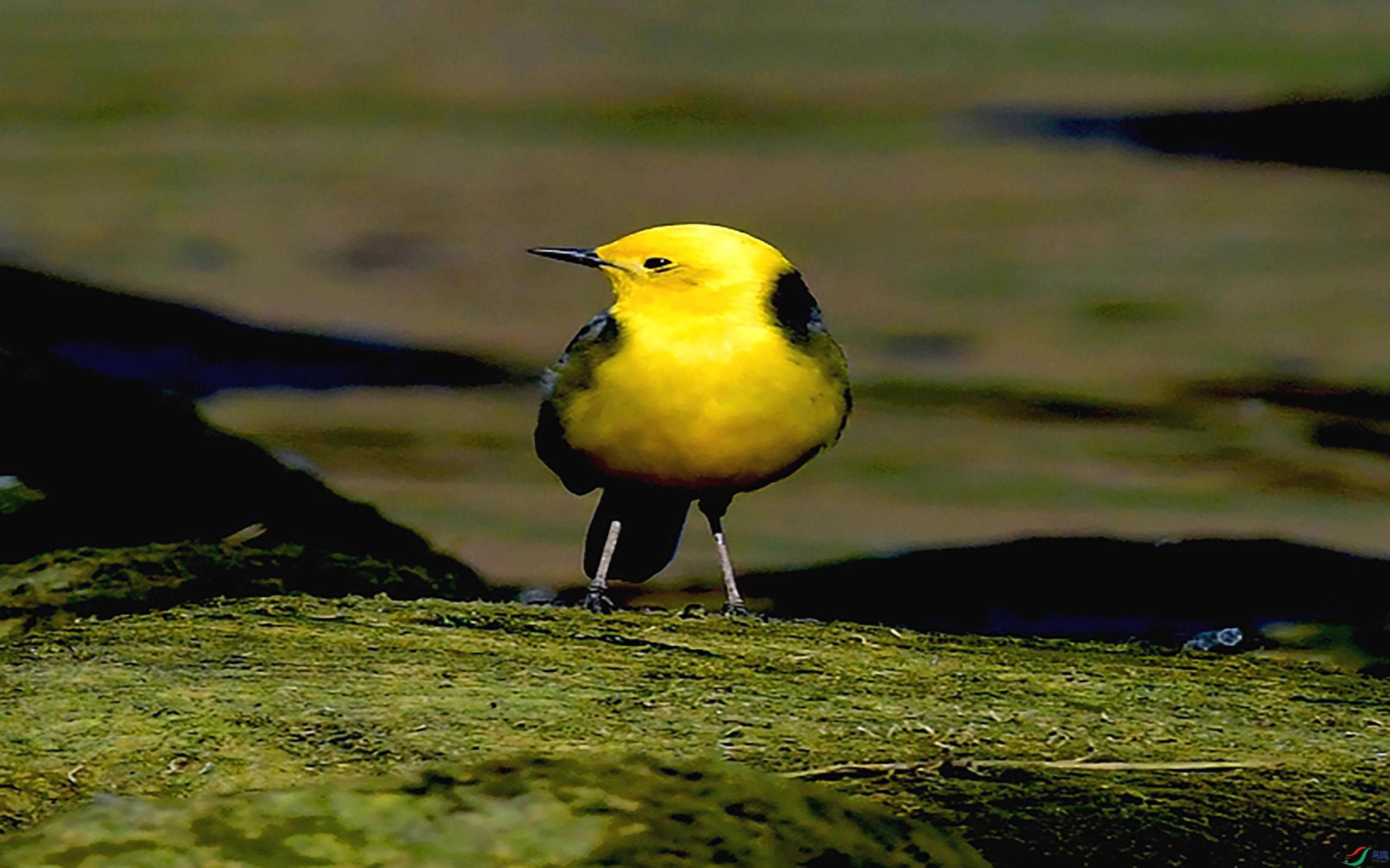 清河一组黄头鹡鸰摄于北京