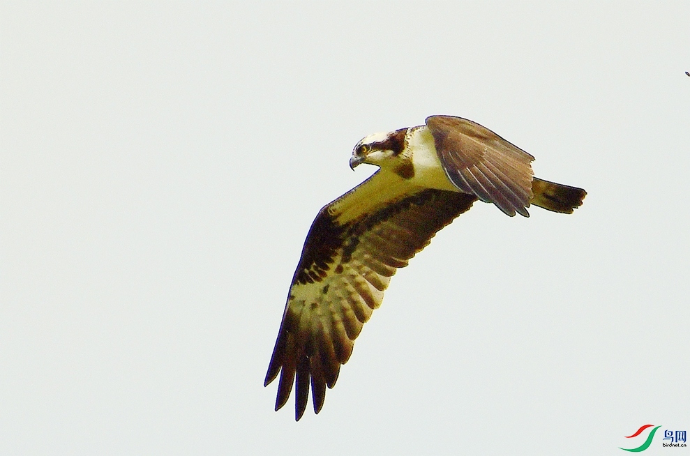 DSC_4622_����_����.jpg