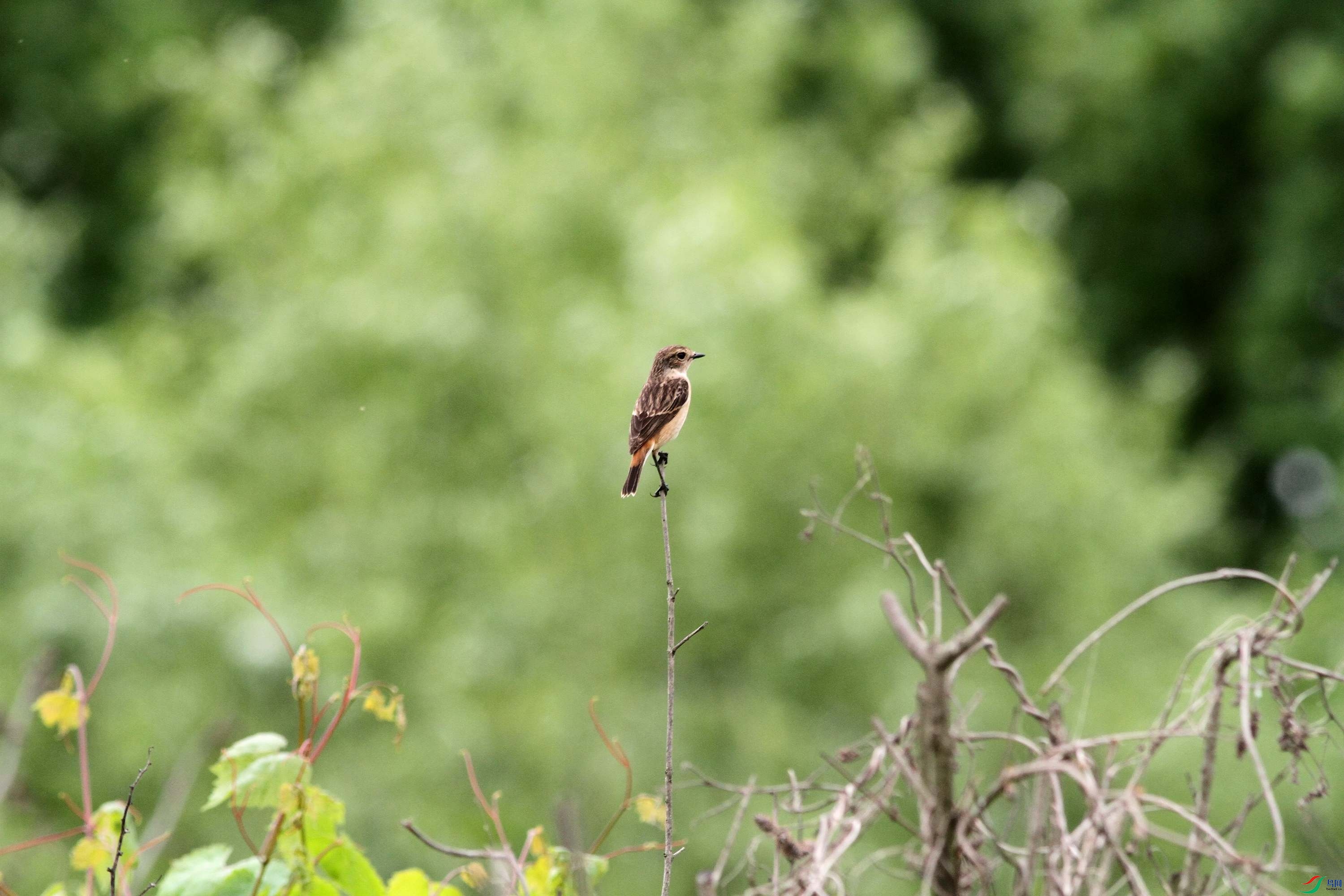 ����ʯ���ƣ�