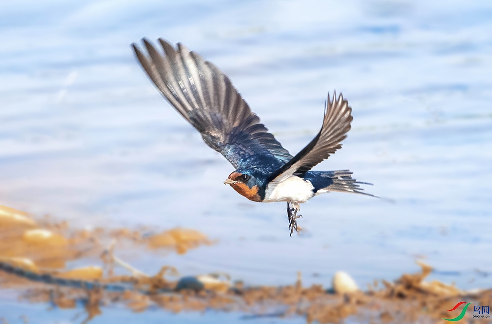 谁家新燕啄春泥