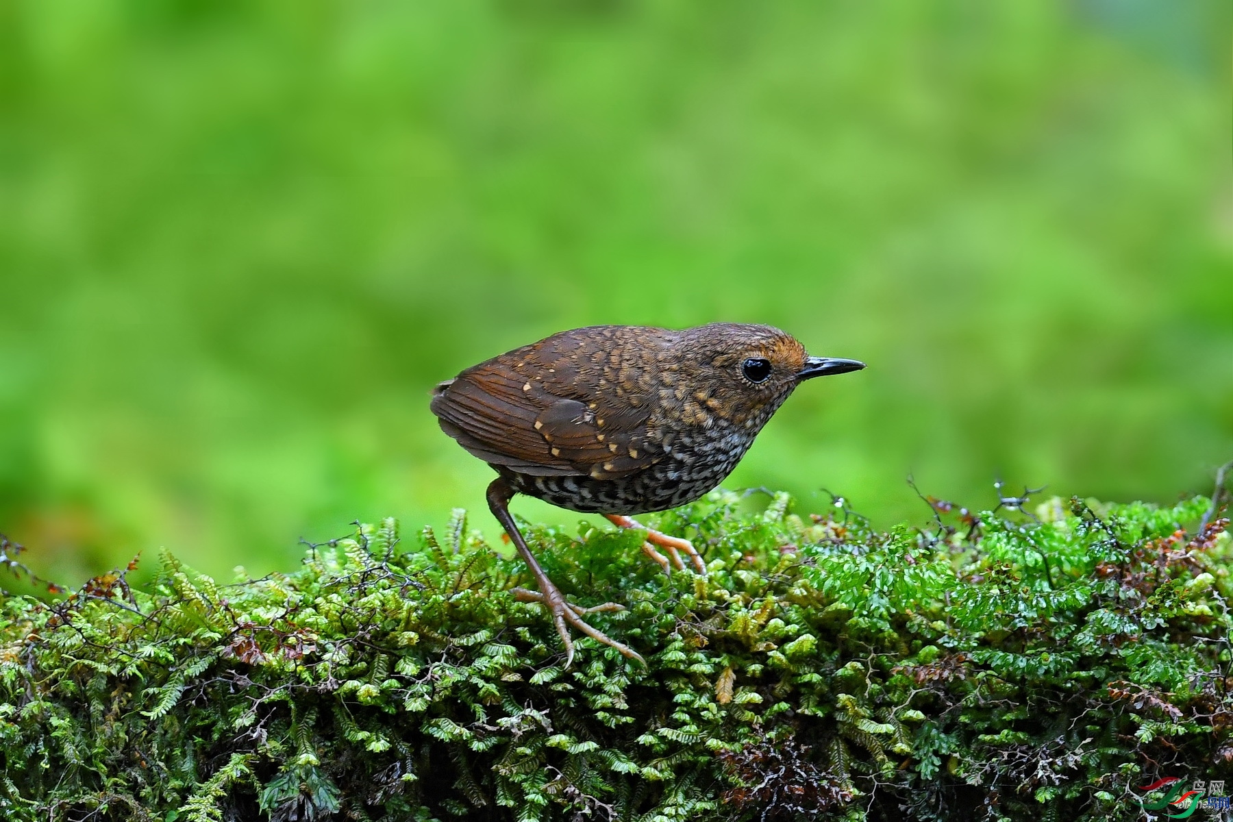 ����gx  ��ʦ�����ڹ���׳�������� �������˰���.jpg