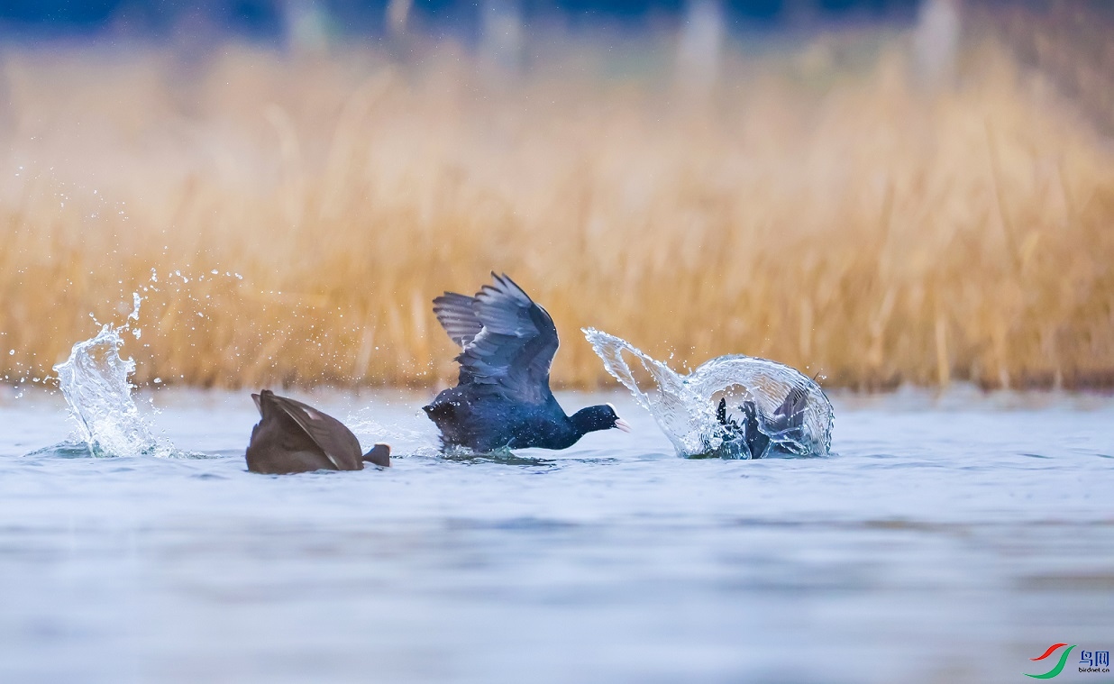 ���Ƕ���