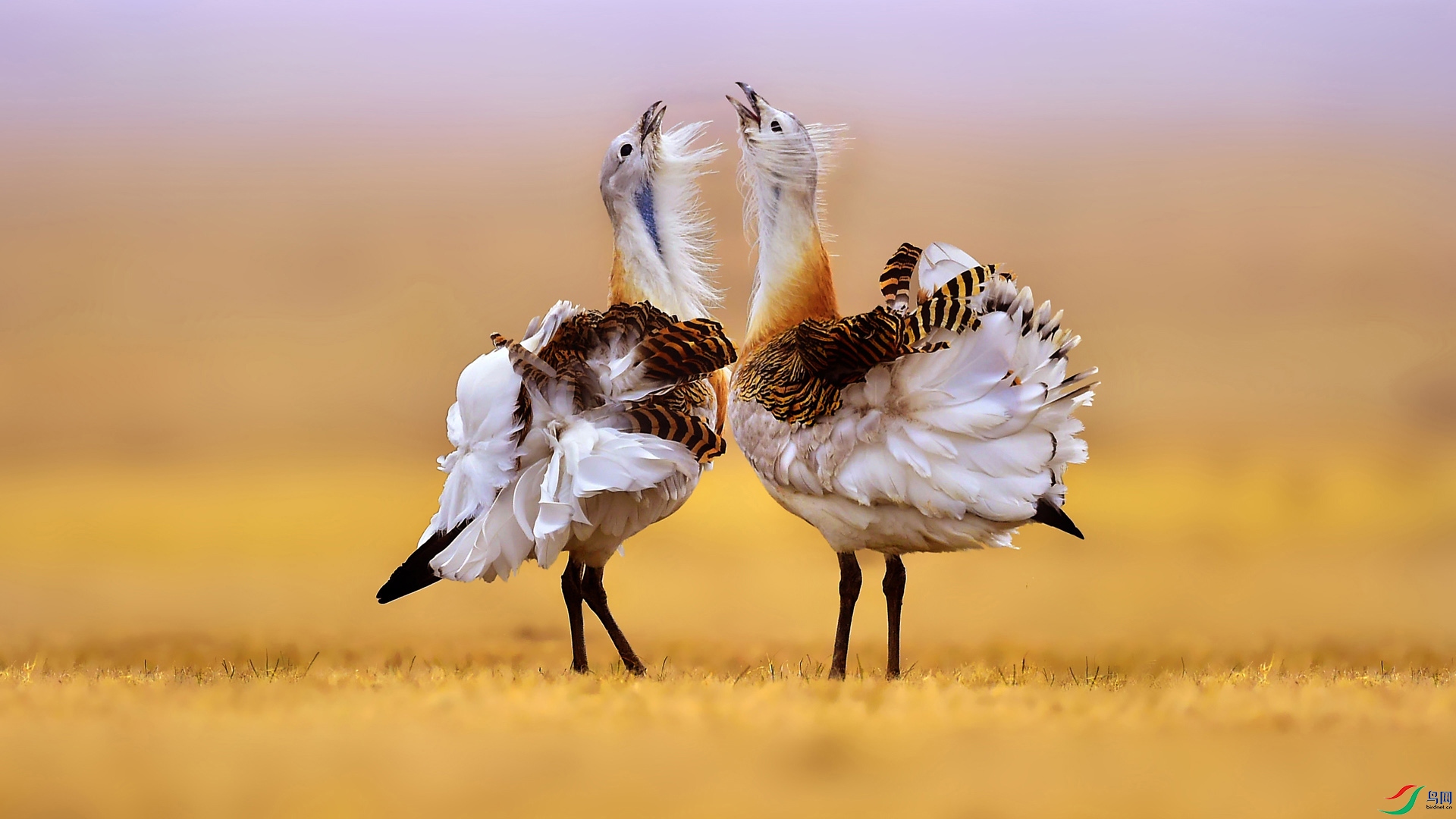 草原角斗士-大鸨(三图三态)(祝贺荣获首页鸟类精华)