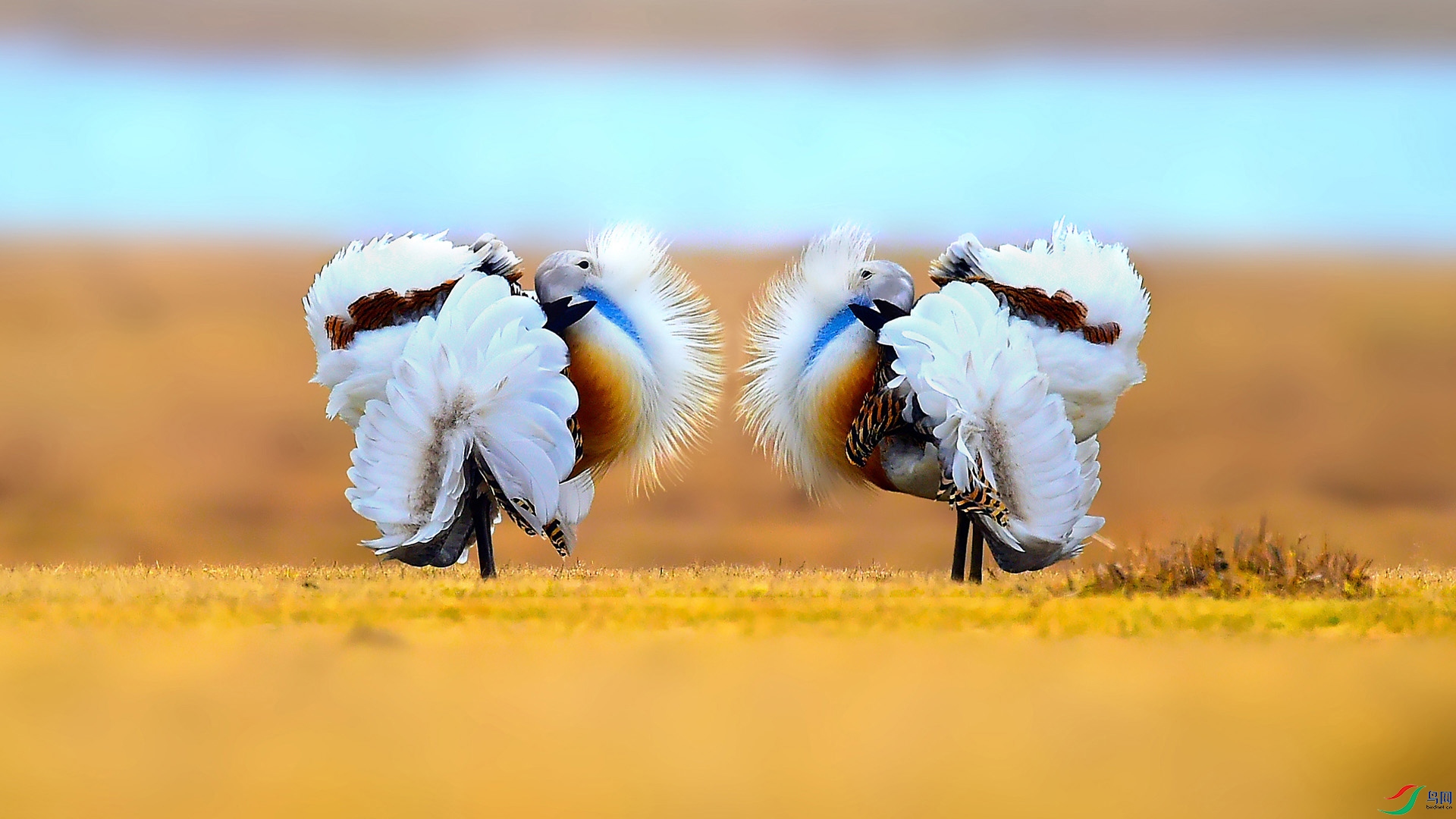 草原角斗士大鸨三图三态祝贺荣获首页鸟类精华
