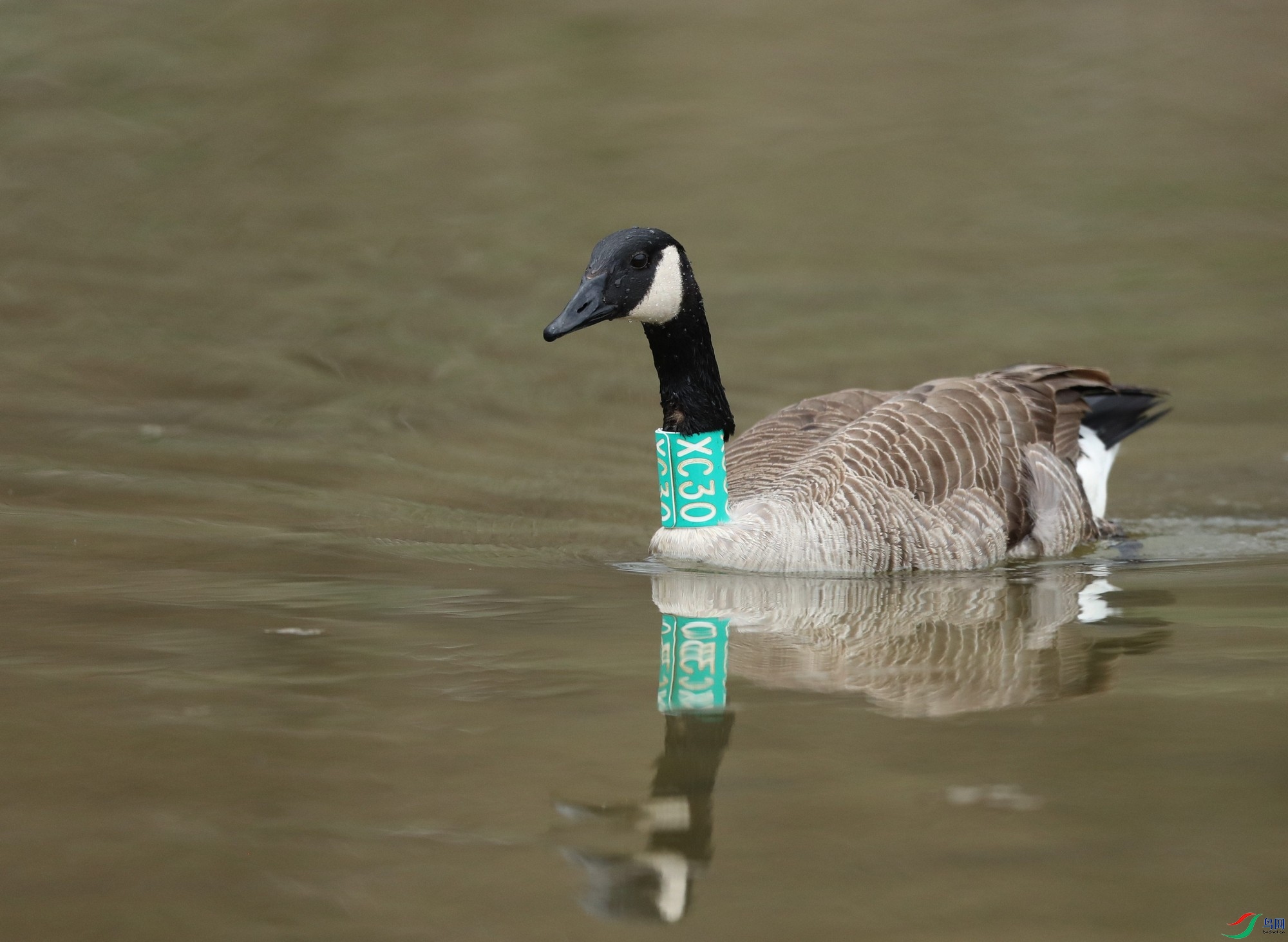 ���ô����