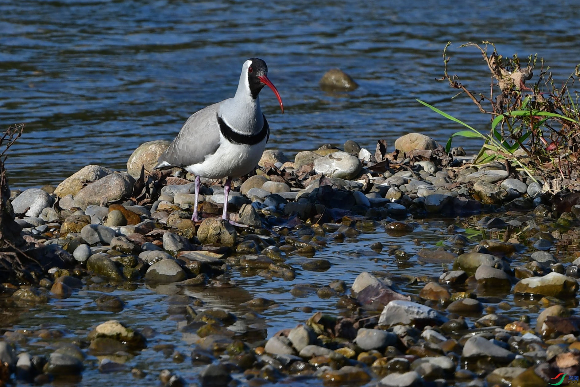 DSC_6822_����.jpg