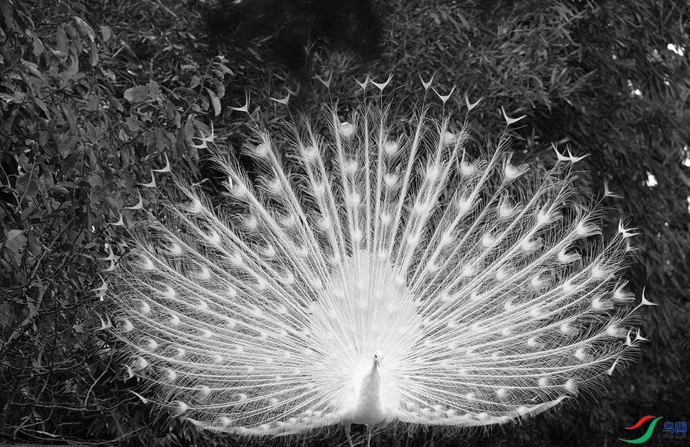 鸟类孔雀开屏祝贺荣获黑白影像首页精华