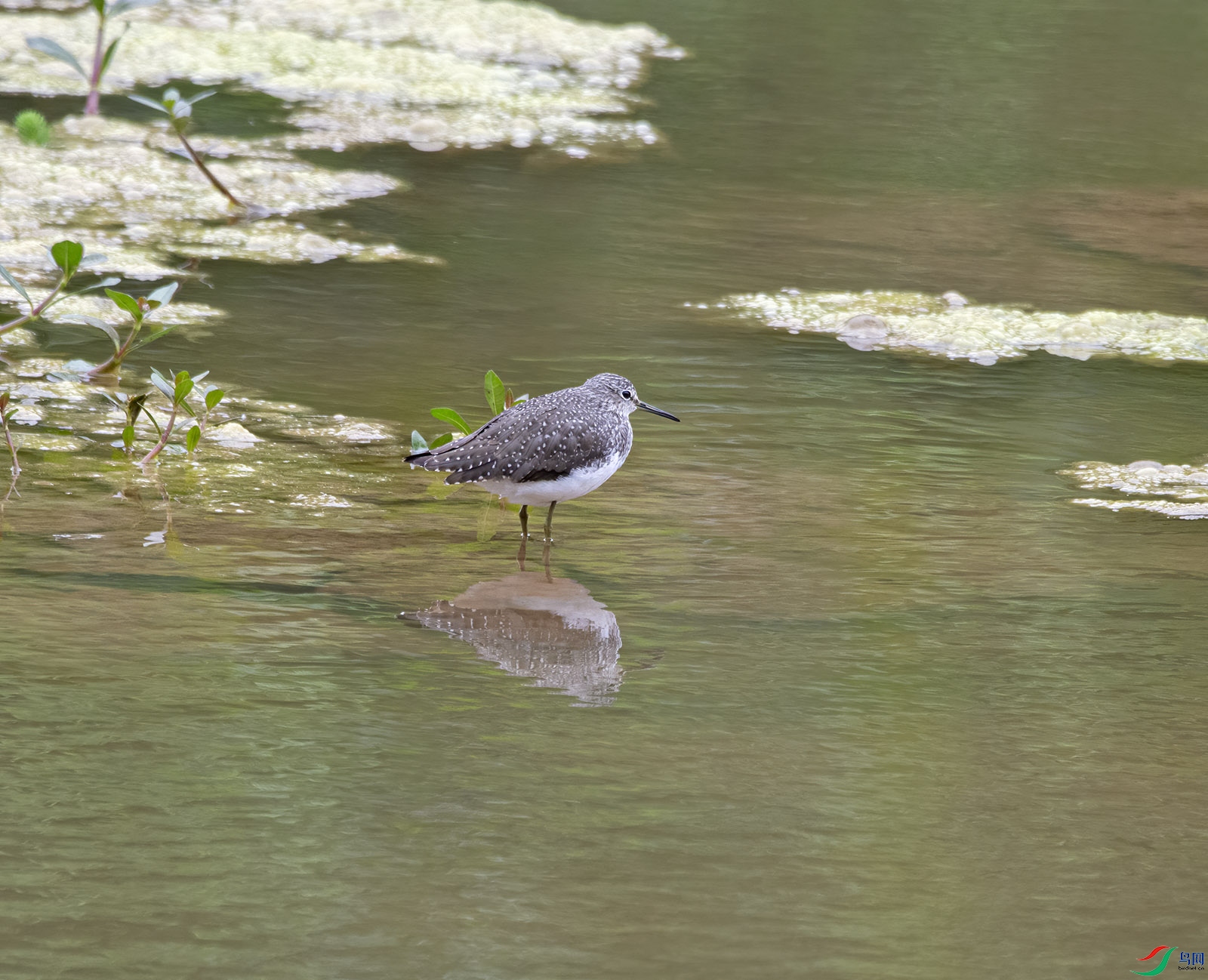 DSC_0667.jpg