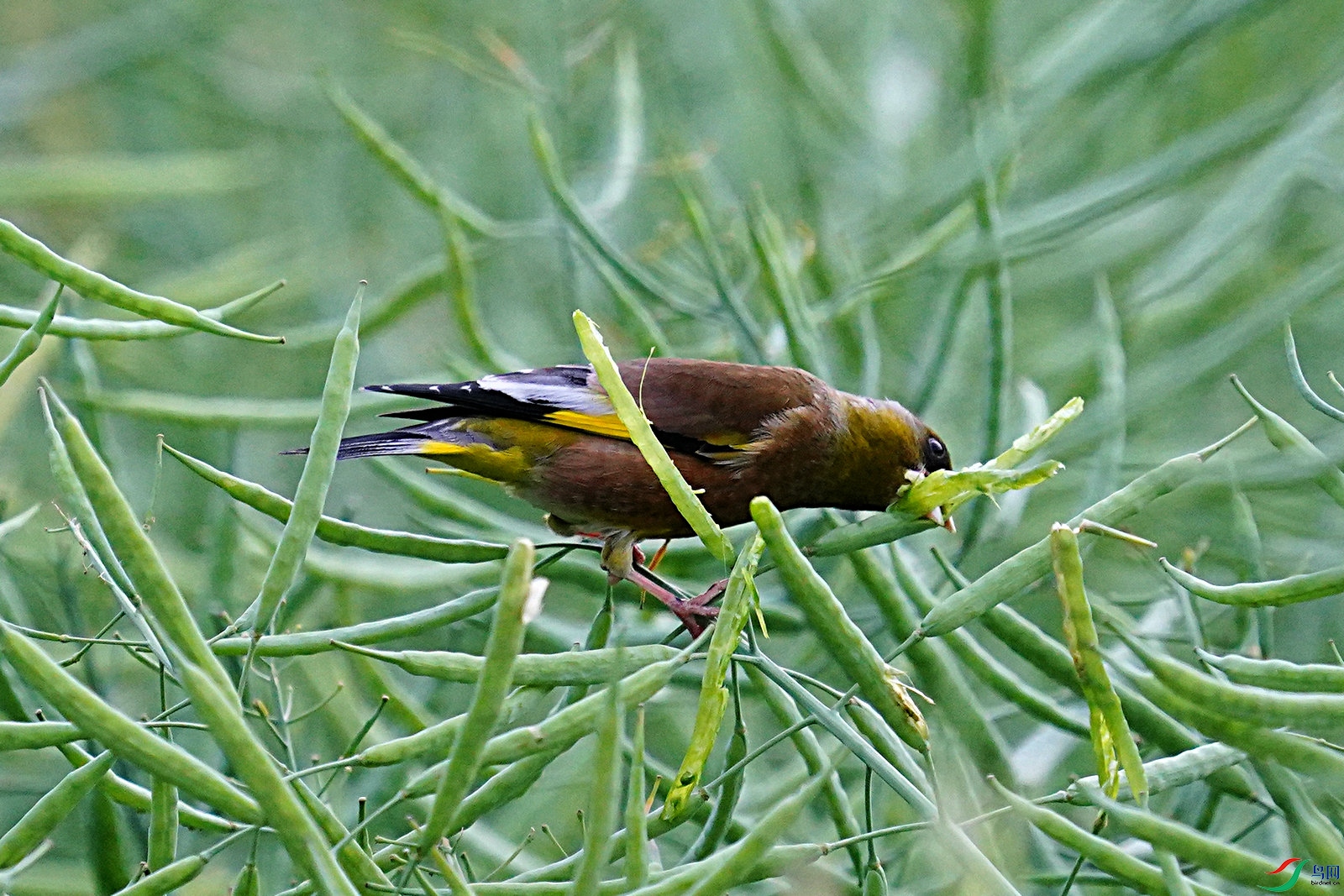 金翅雀吃油菜籽