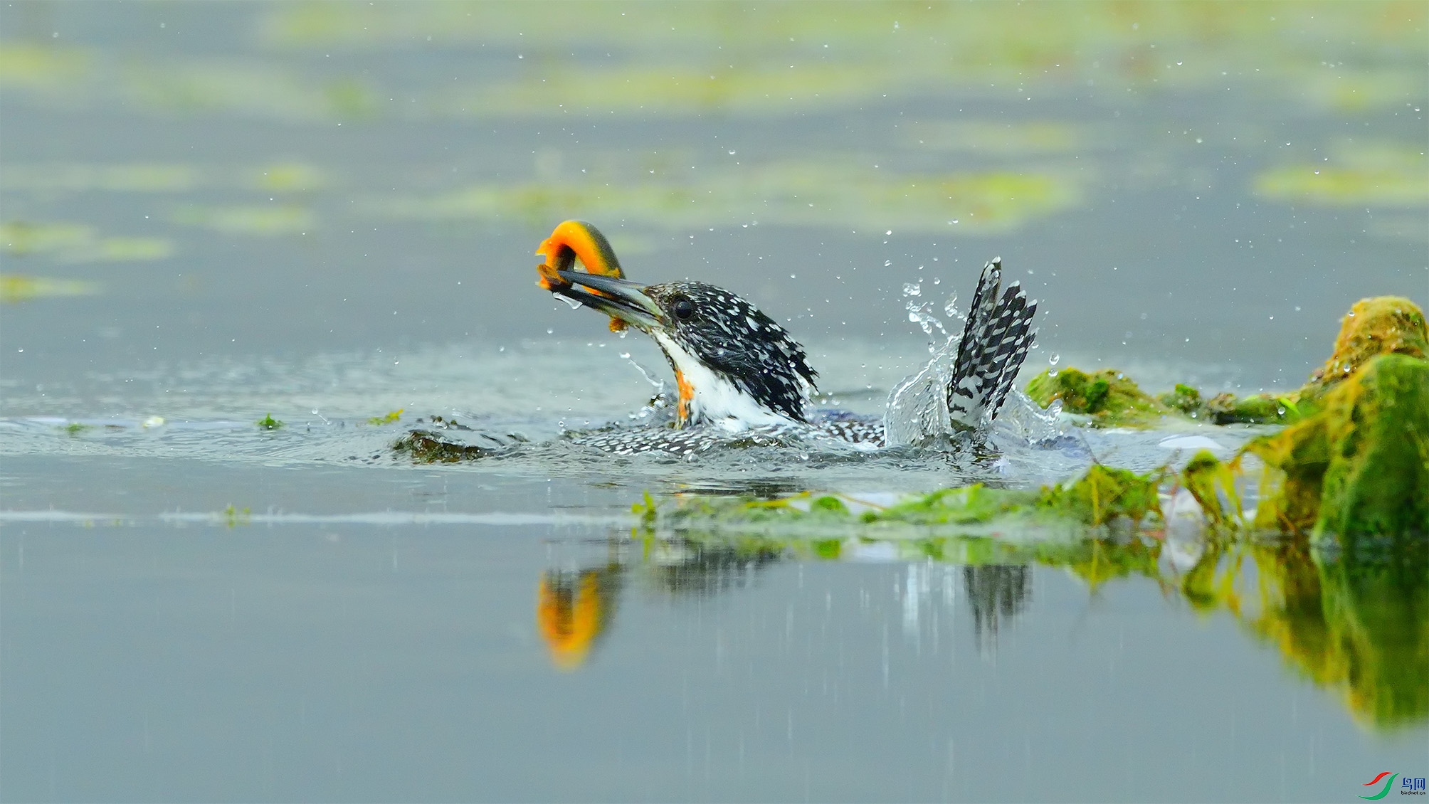 DSC_0329 �ϴ� ˭֪���в�.jpg