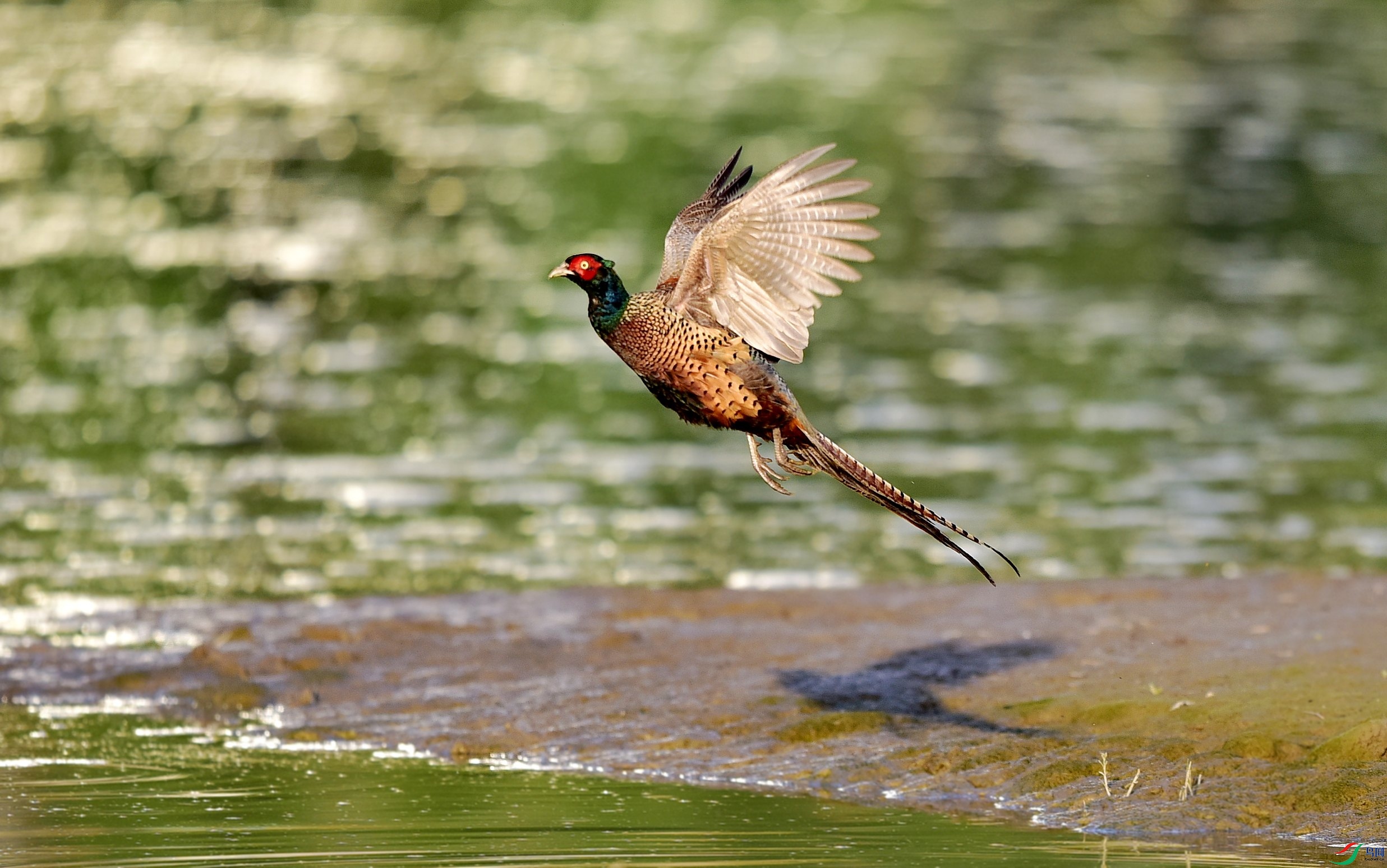DSC_2022_conew2.jpg