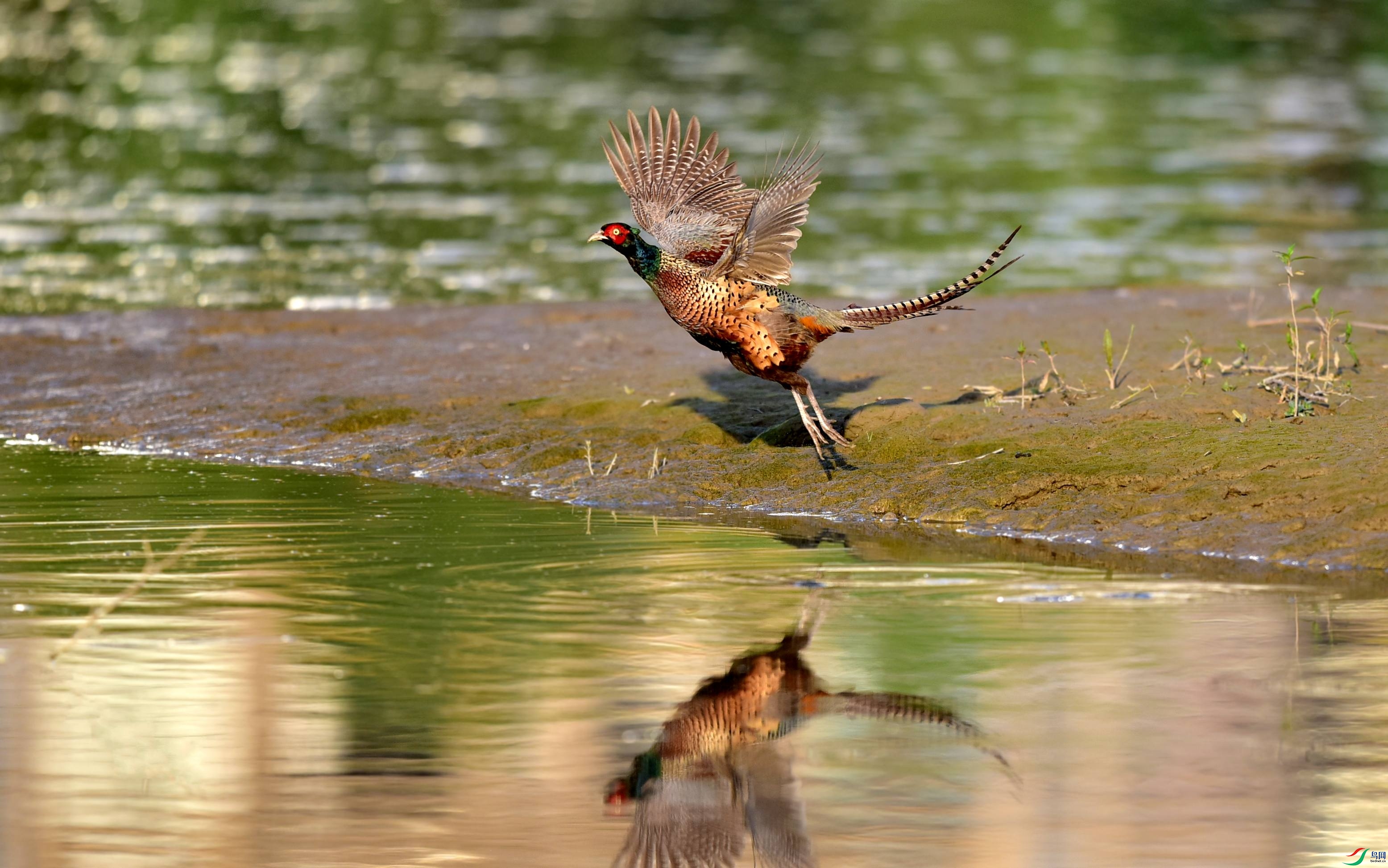 DSC_2021_conew2.jpg