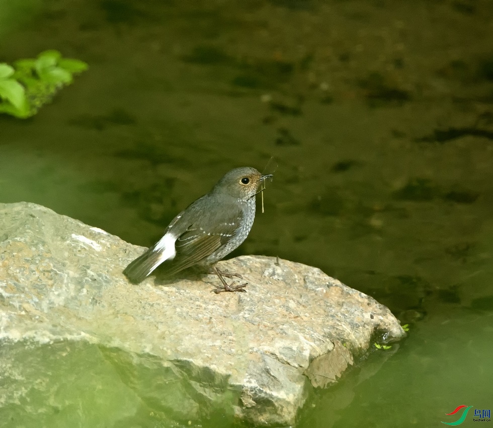 _68P7735.jpg