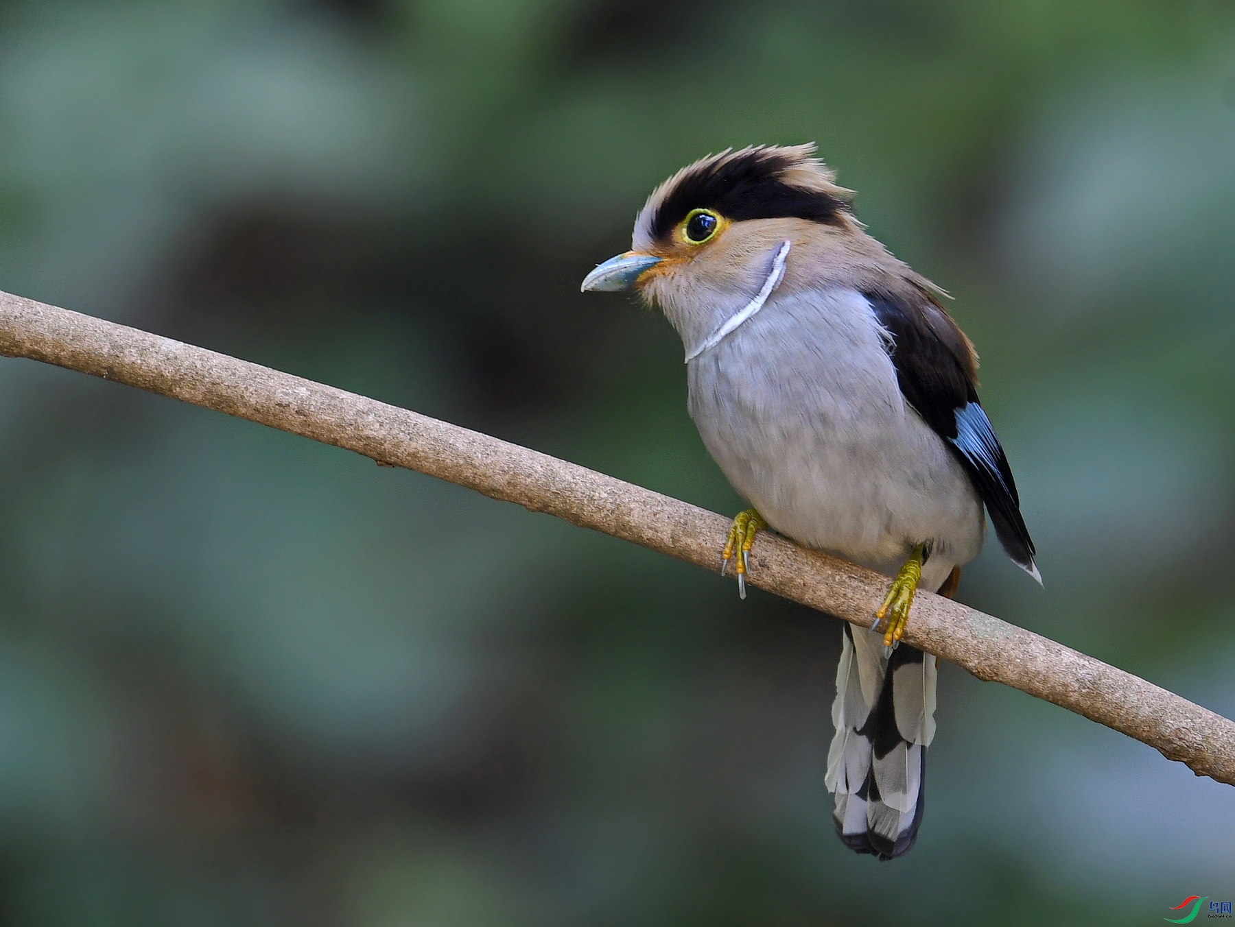萌萌的银胸丝冠鸟